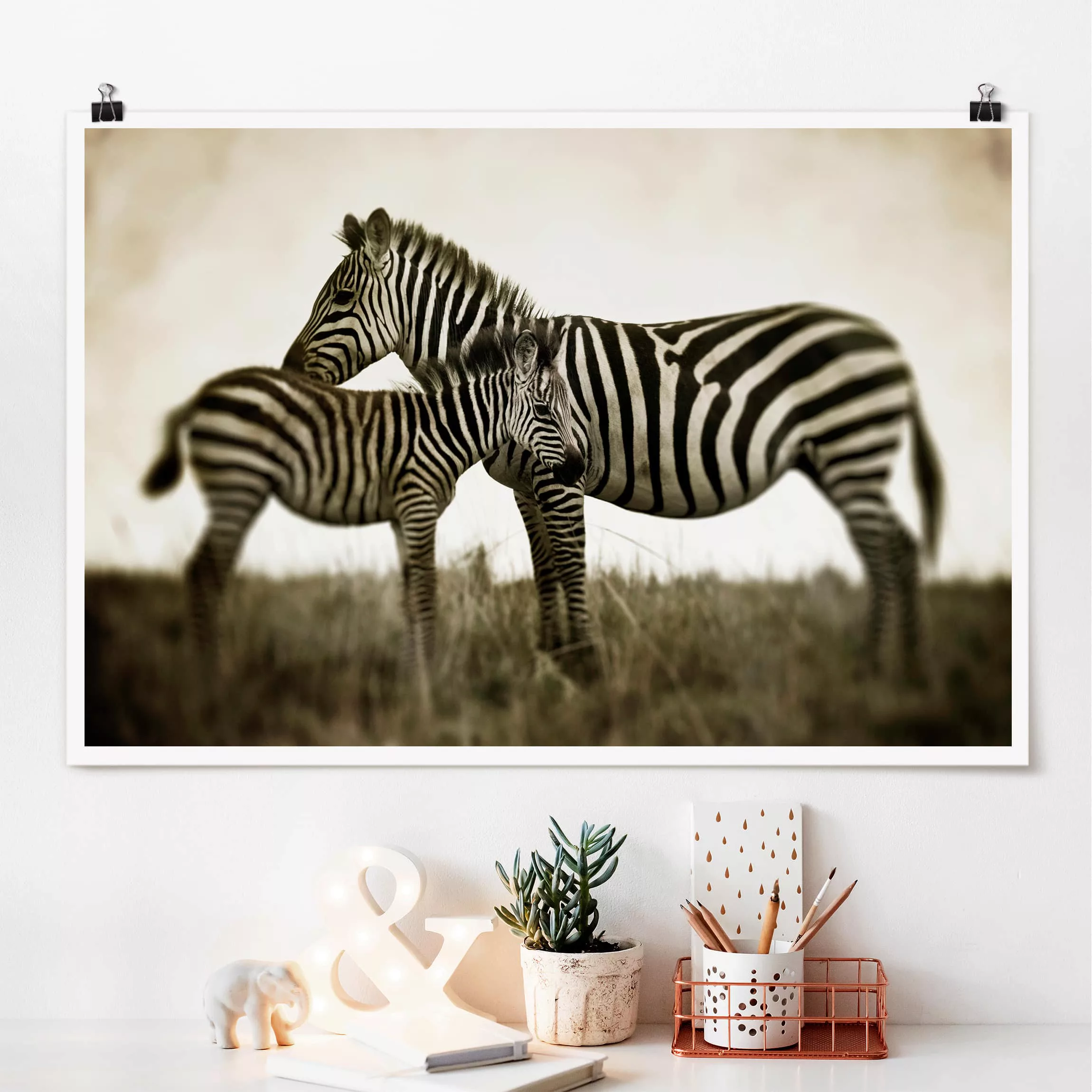 Poster Tiere - Querformat Zebrapaar günstig online kaufen