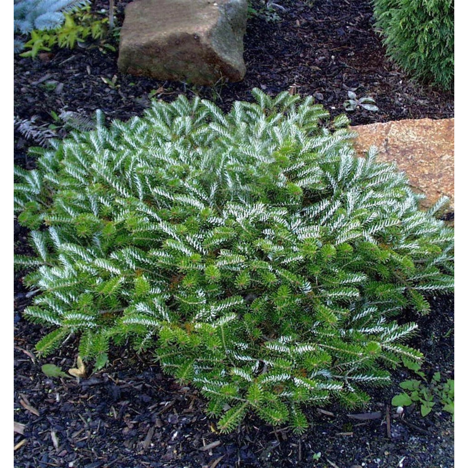 Gedrungene Zwerg Koreatanne Alpin Star 25-30cm - Abies koreana günstig online kaufen