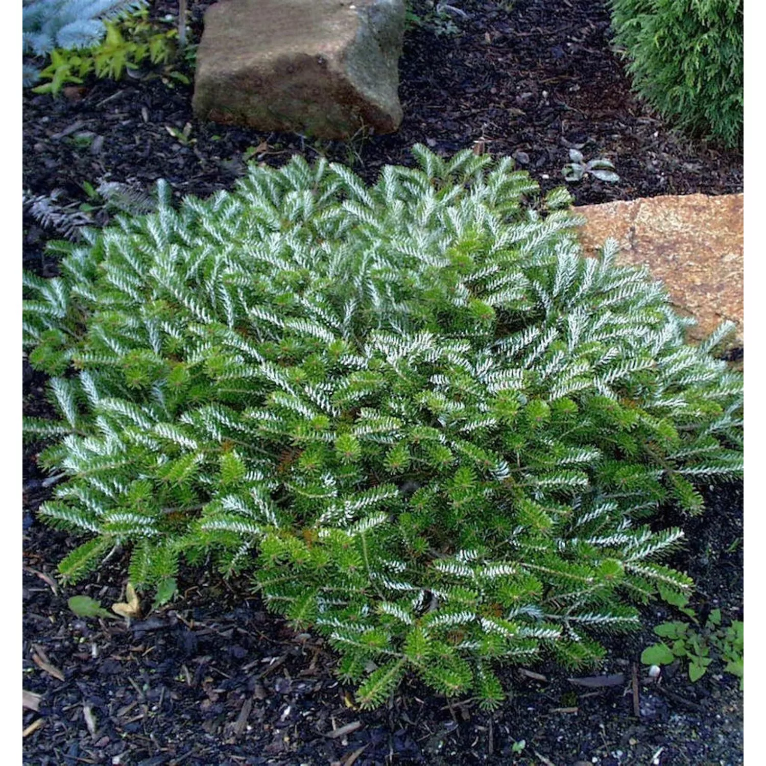 Gedrungene Zwerg Koreatanne Alpin Star 25-30cm - Abies koreana günstig online kaufen