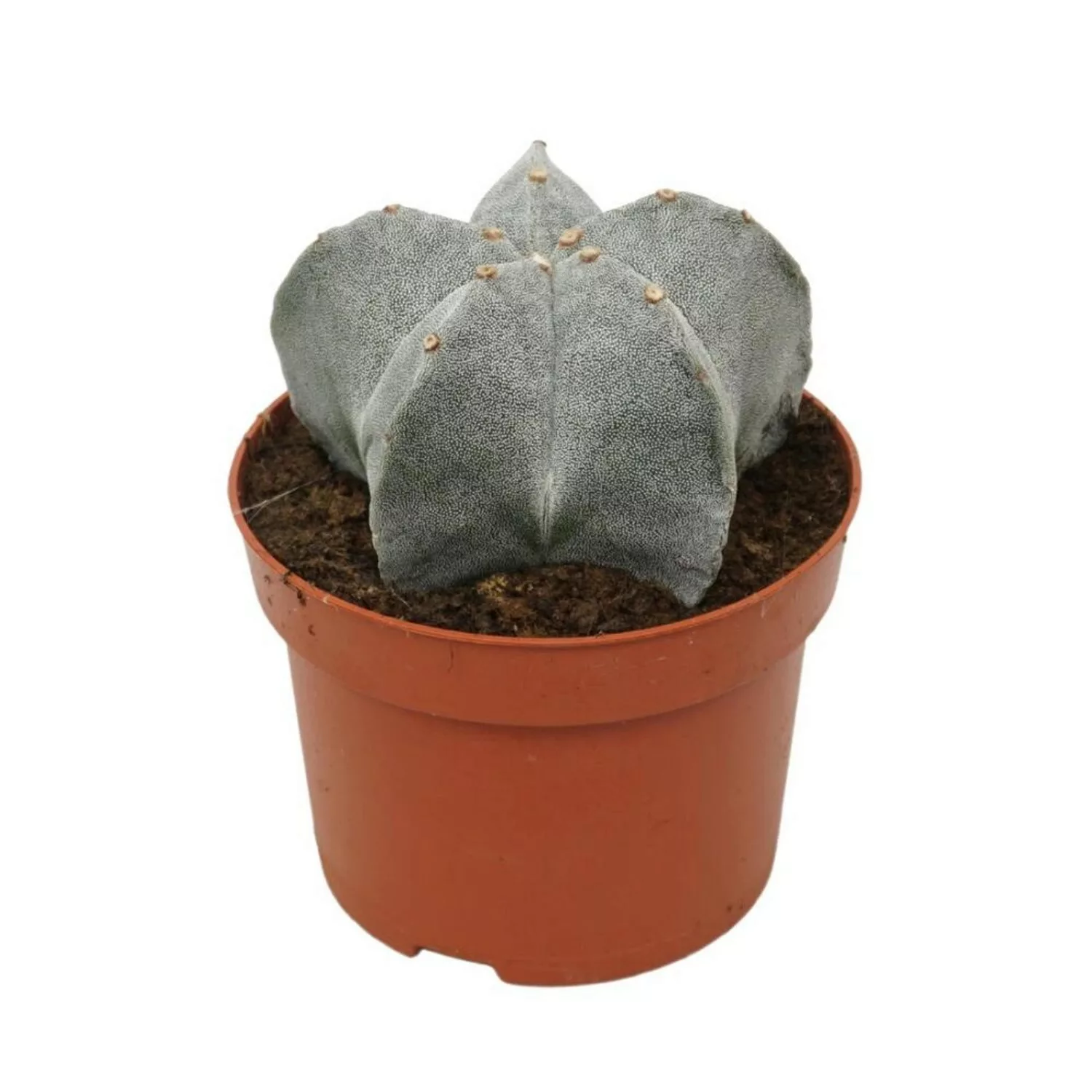 Exotenherz Astrophytum Myriostigma Bischofsmütze 12cm Topf Kaktus Zimmerpfl günstig online kaufen