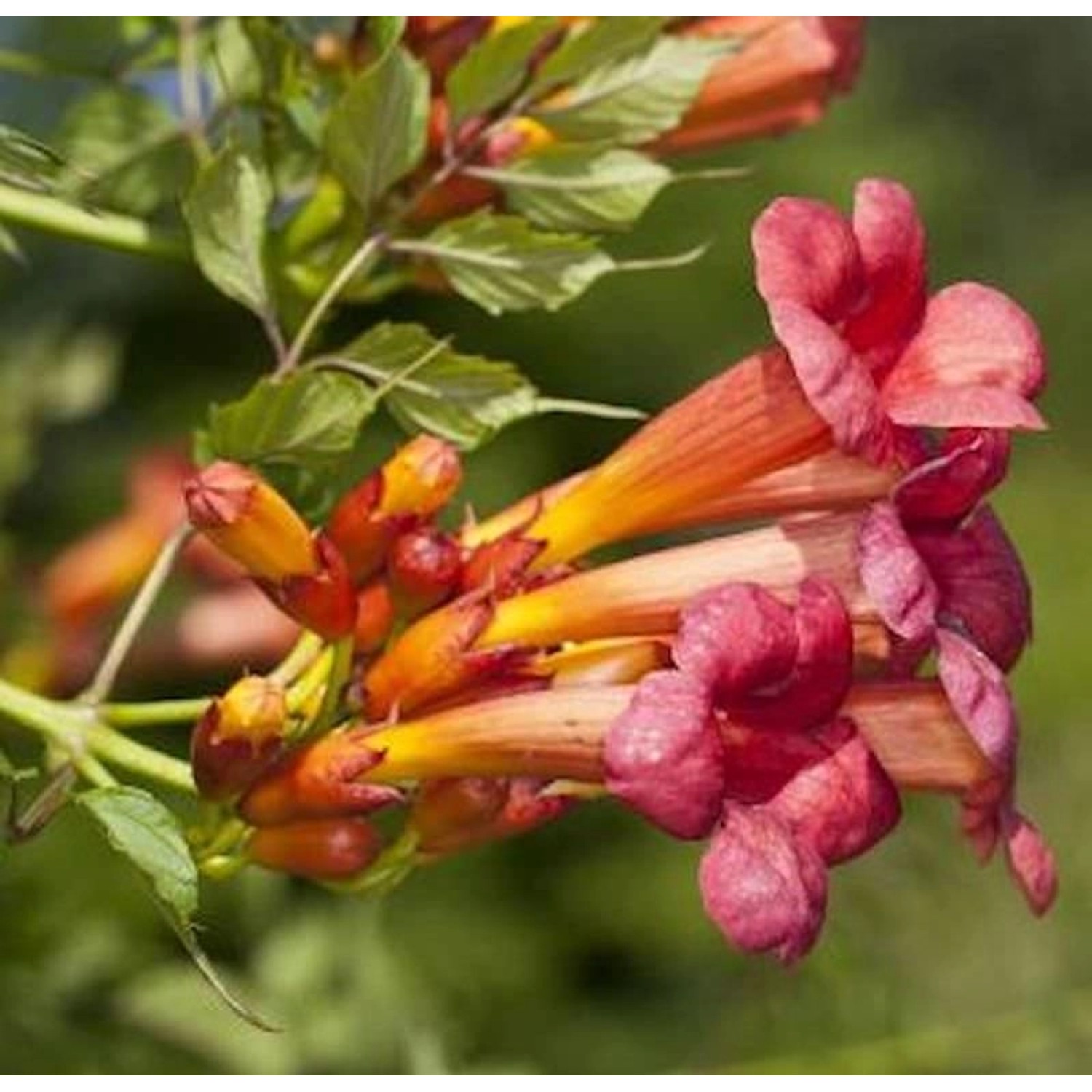 Trompetenblume Stromboli 40-60cm - Campsis radicans günstig online kaufen