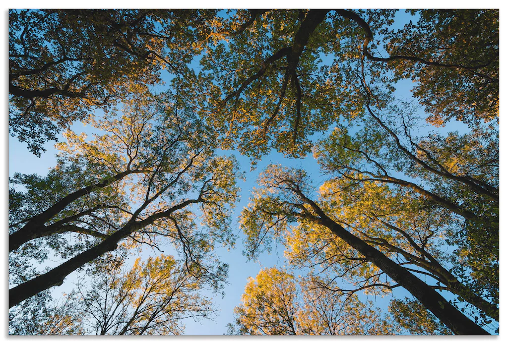 Artland Wandbild "Herbst im Wald", Bäume, (1 St.), als Alubild, Outdoorbild günstig online kaufen