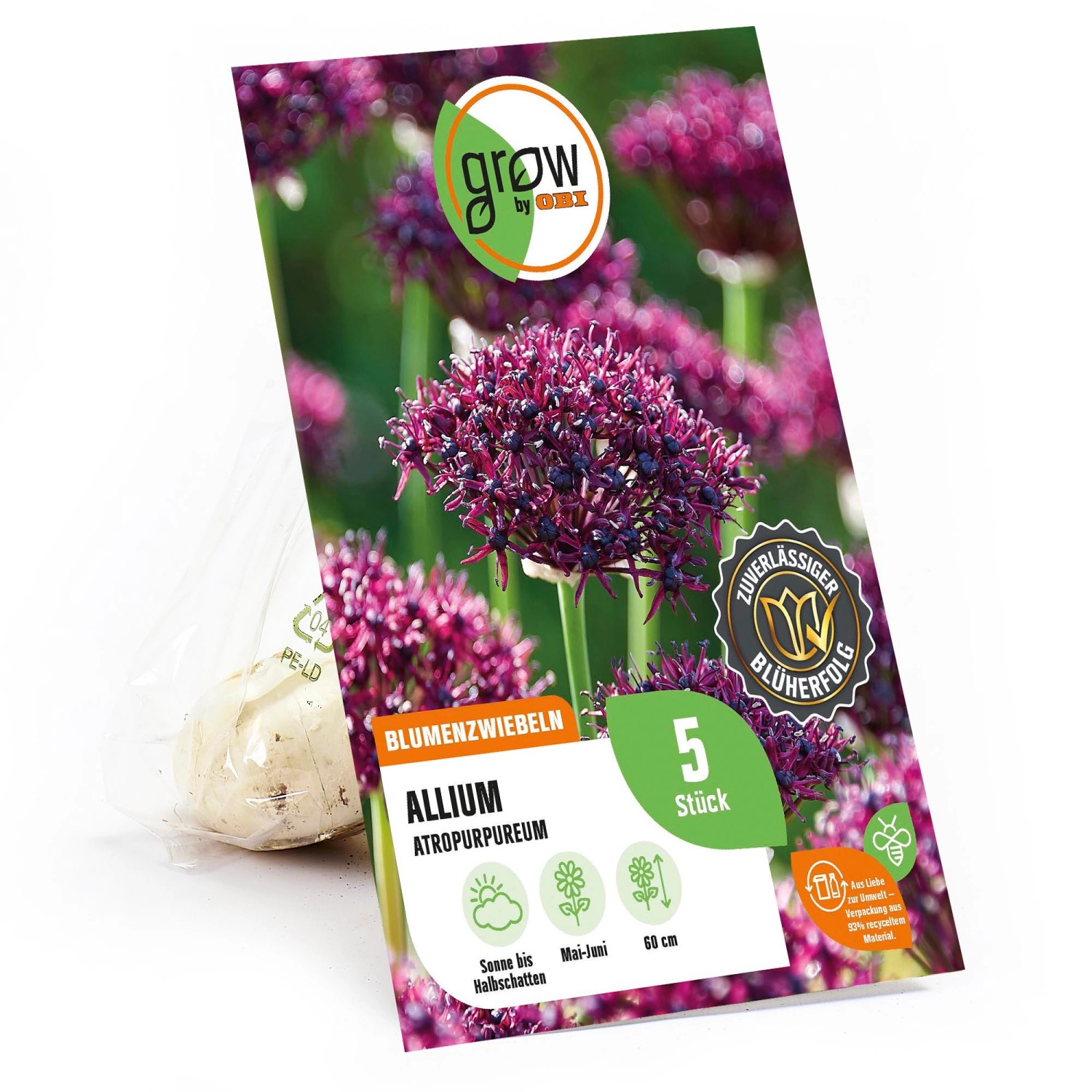 GROW by OBI Granat-Kugellauch Purpurrot 60 cm Allium atropurpureum günstig online kaufen