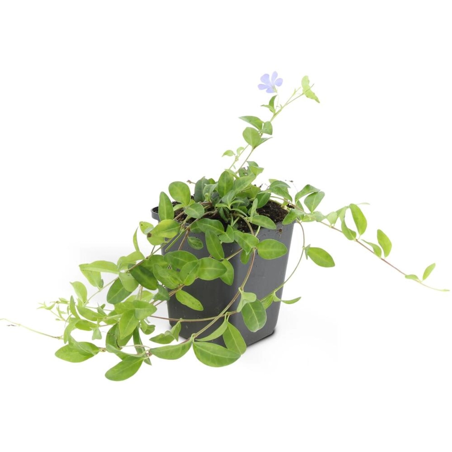 Exotenherz Bodendecker Kleines Immergrün Vinca Minor 9cm Topf Set mit 12 Pf günstig online kaufen