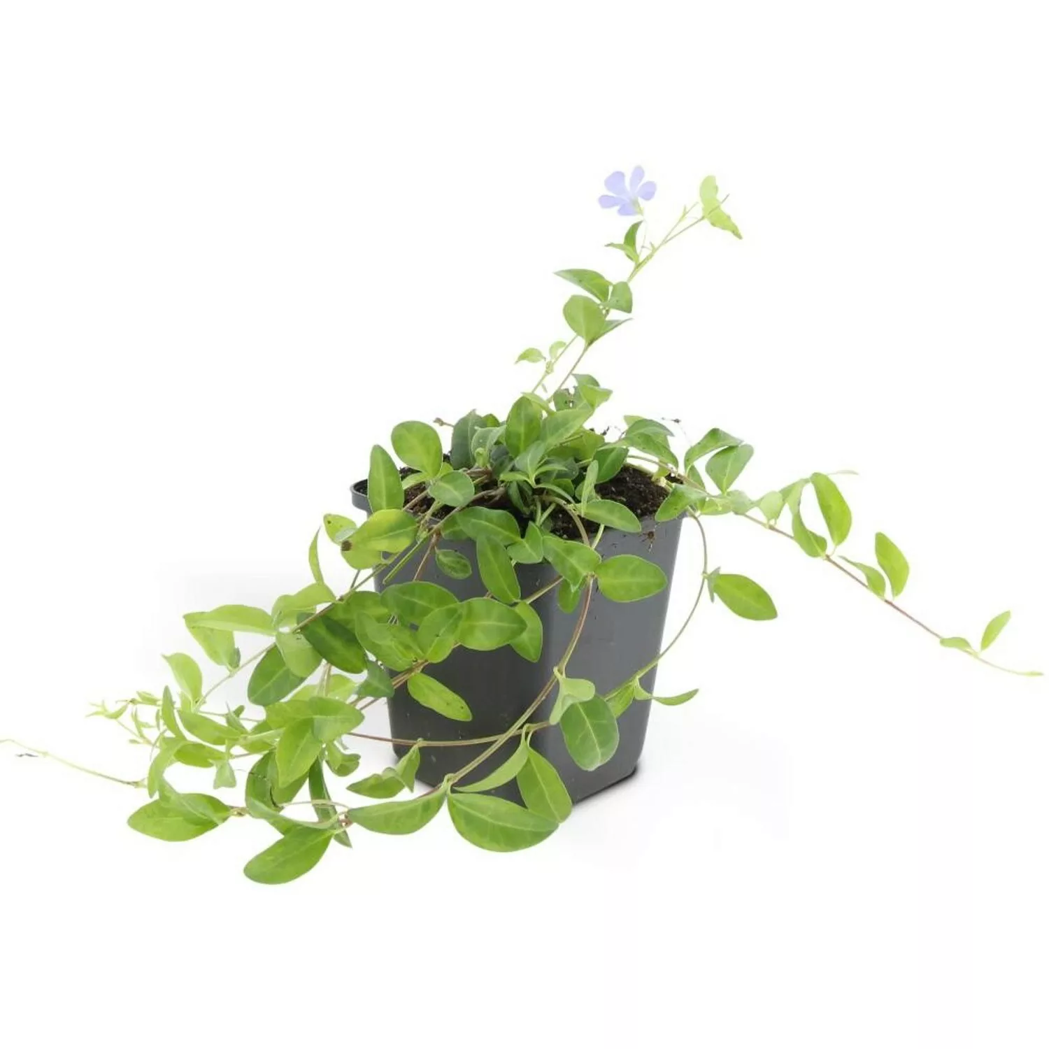 Exotenherz Bodendecker Kleines Immergrün Vinca Minor 9cm Topf Set mit 12 Pf günstig online kaufen