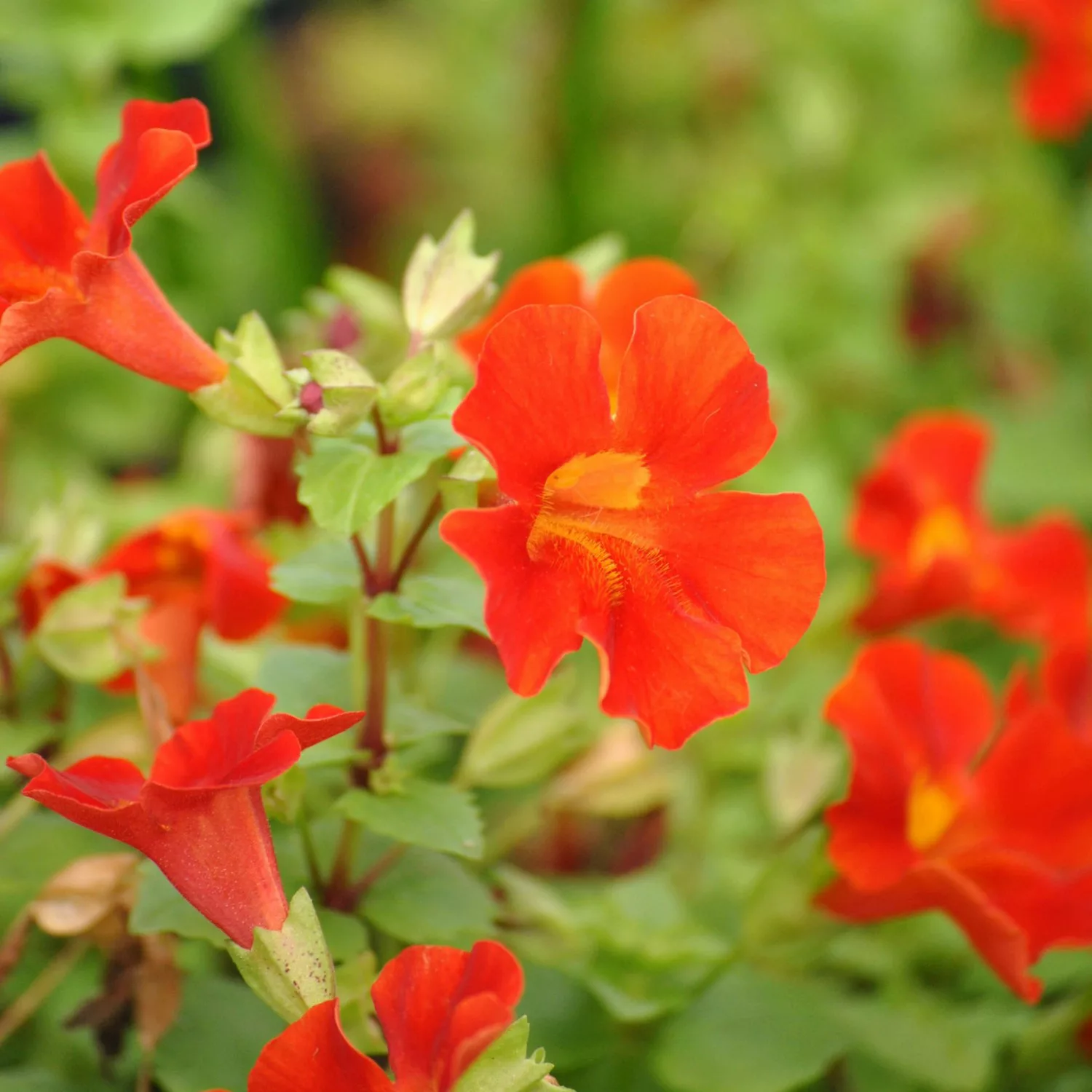 Kupferrote Gauklerblume Rot Topf-Ø ca. 9 cm x 9 cm günstig online kaufen