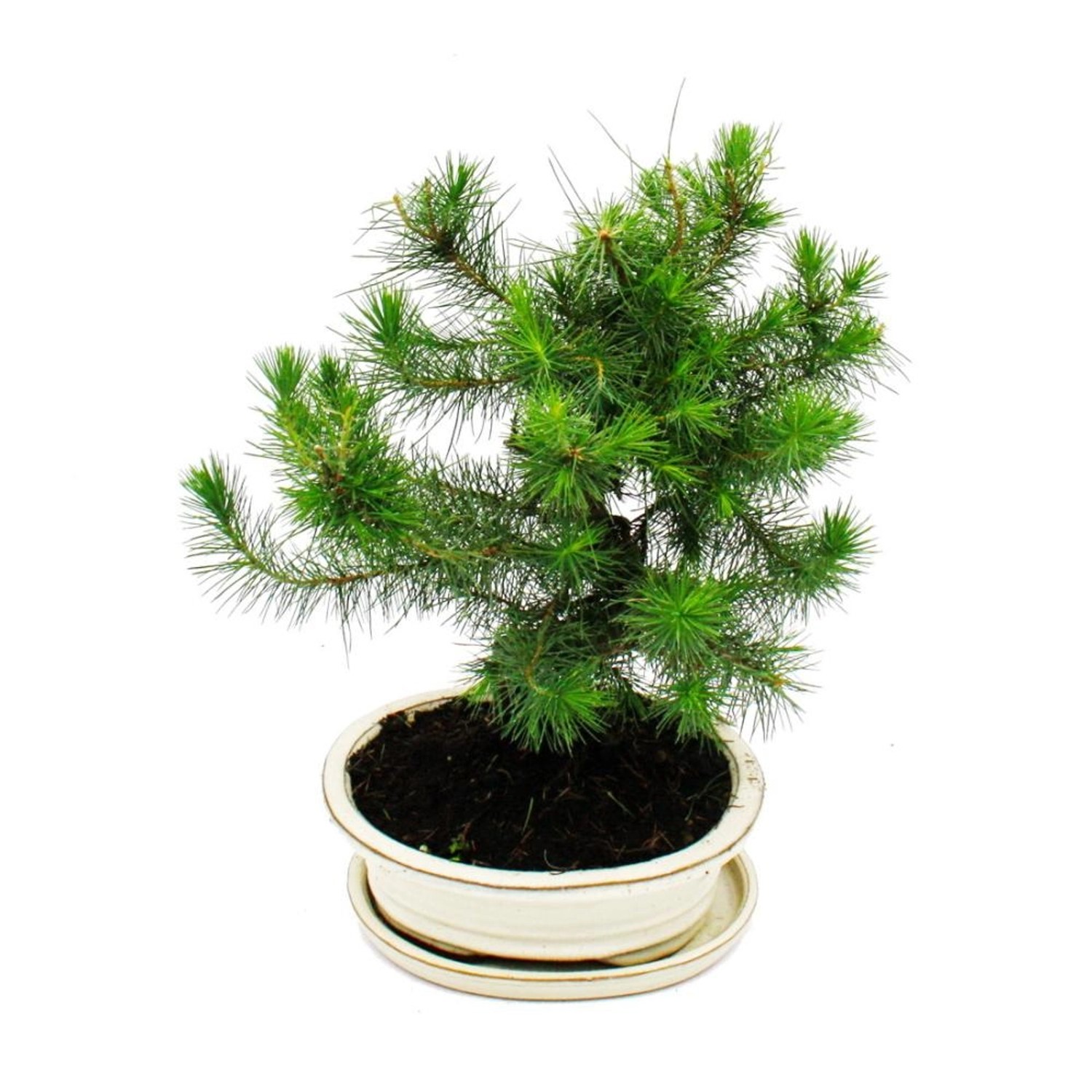 Exotenherz Bonsai Pinus Halepensis Aleppo-Kiefer ca. 9 Jahre Alt günstig online kaufen