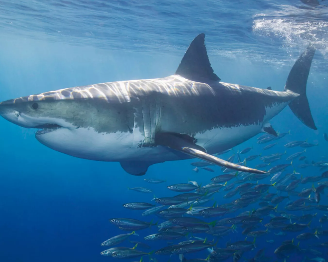 Fototapete "Weier Hai" 4,00x2,50 m / Glattvlies Perlmutt günstig online kaufen