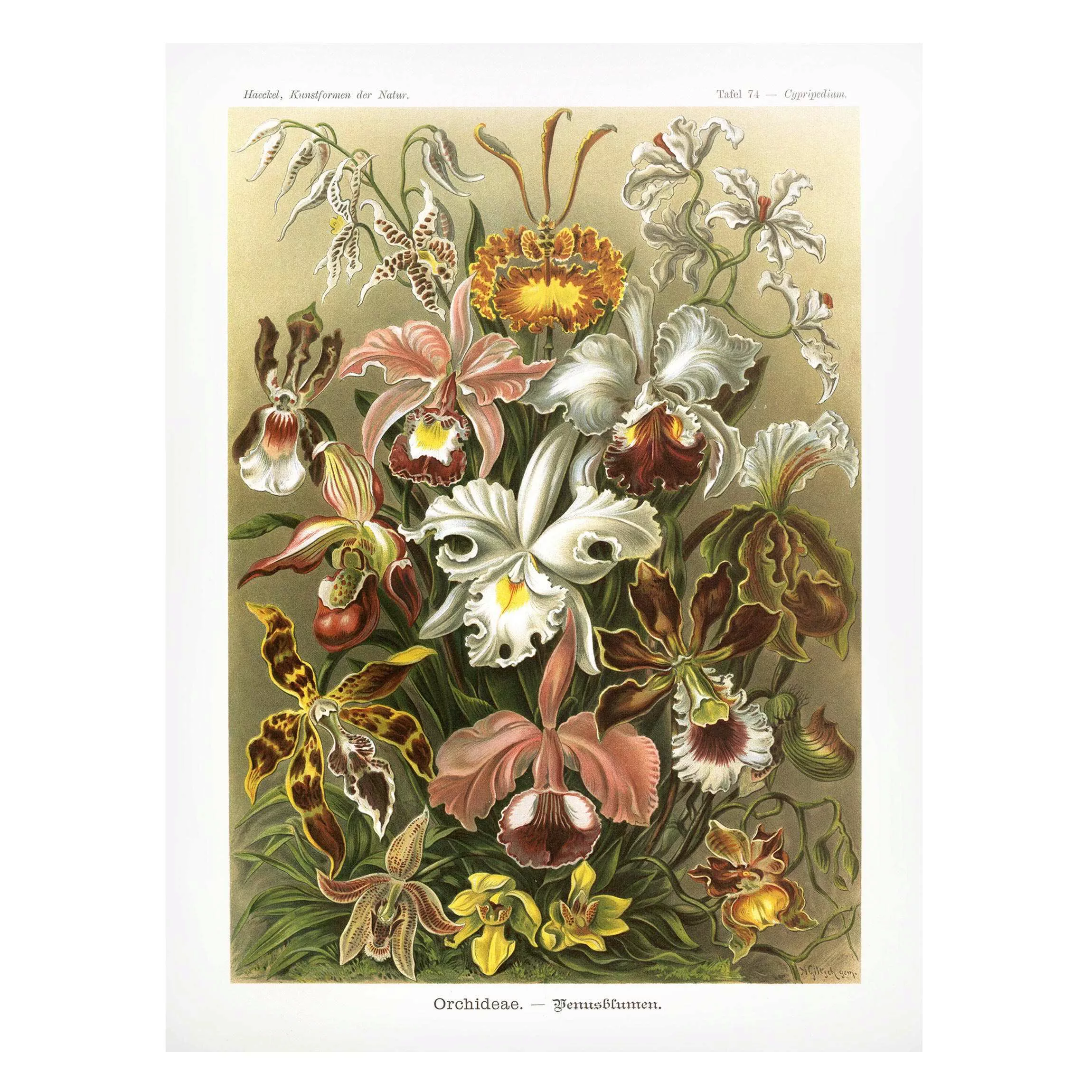 Magnettafel Blumen - Hochformat 3:4 Vintage Lehrtafel Orchidee günstig online kaufen