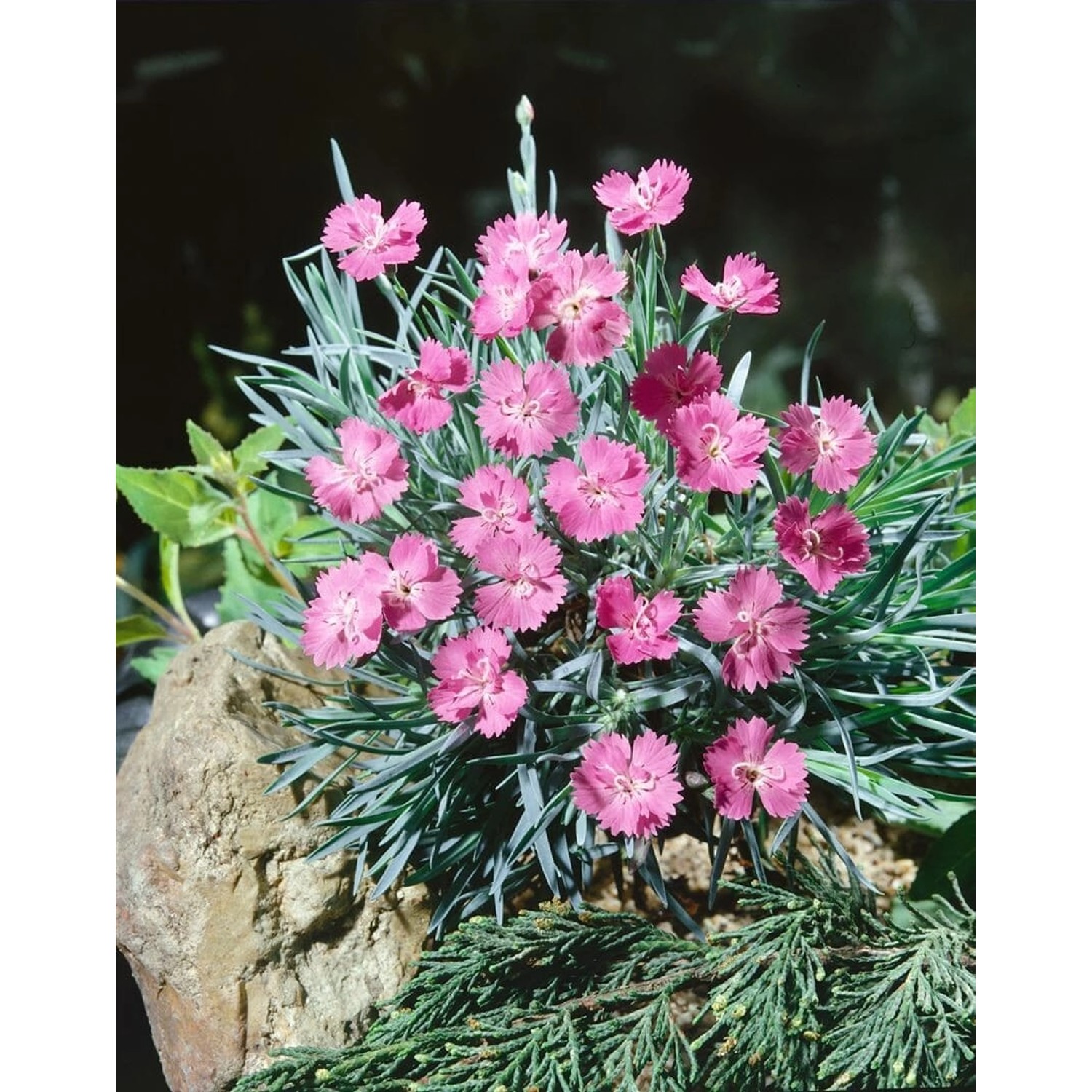 Dianthus Gratianopolitanus Blaureif Pfingstnelke Ca. 9x9 cm Topf günstig online kaufen