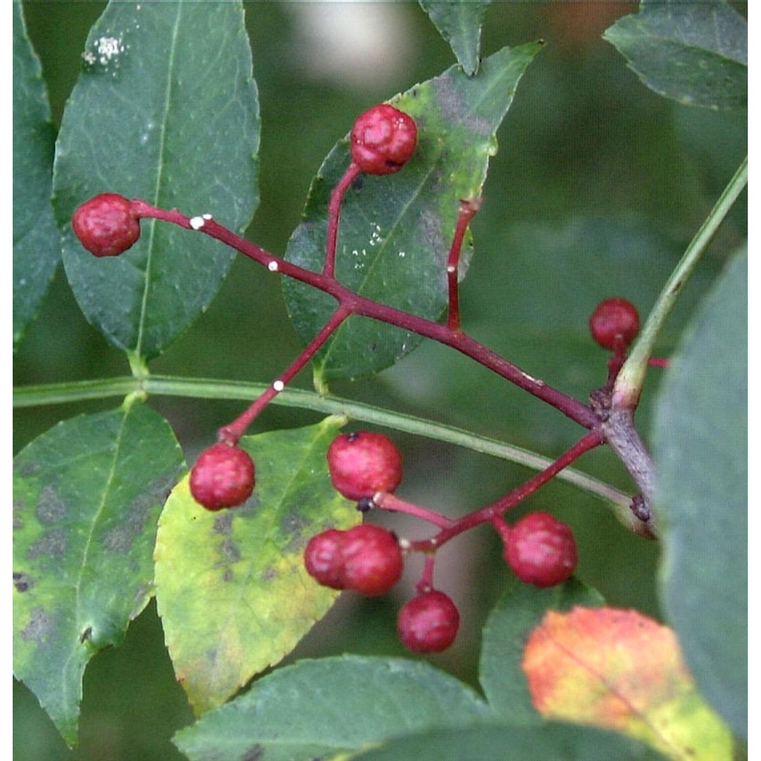 Pfefferstrauch 60-80cm - Zanthoxylum simulans günstig online kaufen