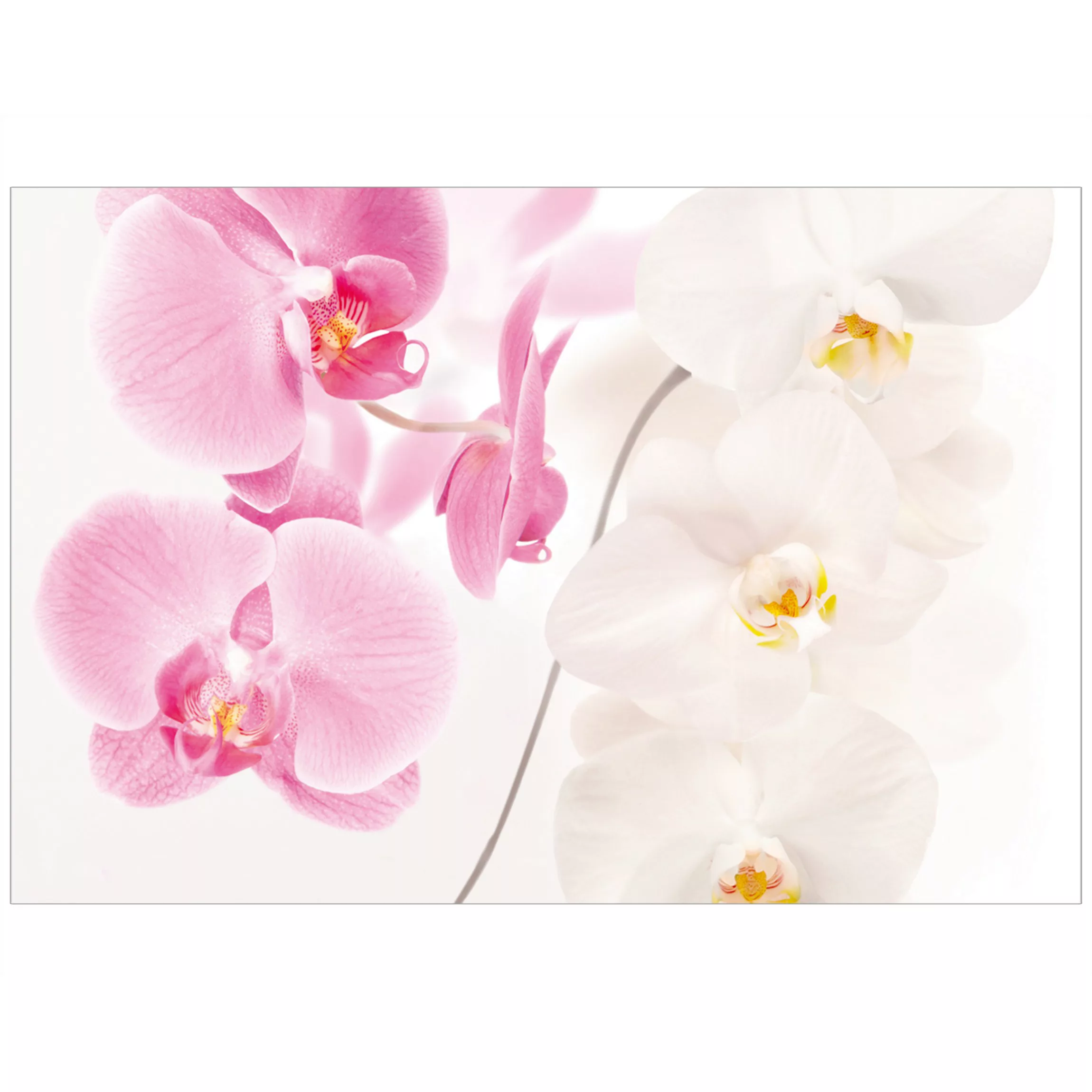 Fensterfolie Delicate Orchids günstig online kaufen