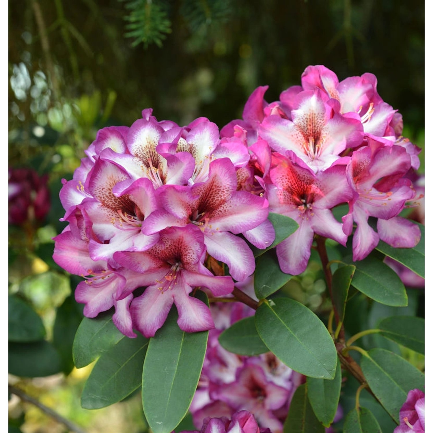 INKARHO - Großblumige Rhododendron Hans Hachmann 40-50cm - Alpenrose günstig online kaufen