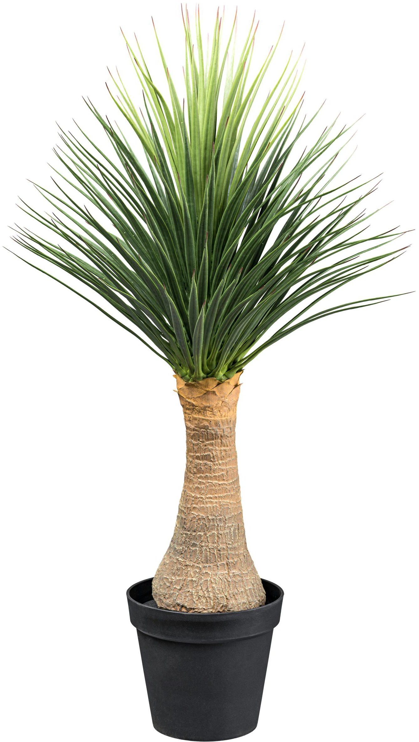 Creativ green Kunstpflanze "Yucca Nolina Recurvata", auf Stamm günstig online kaufen