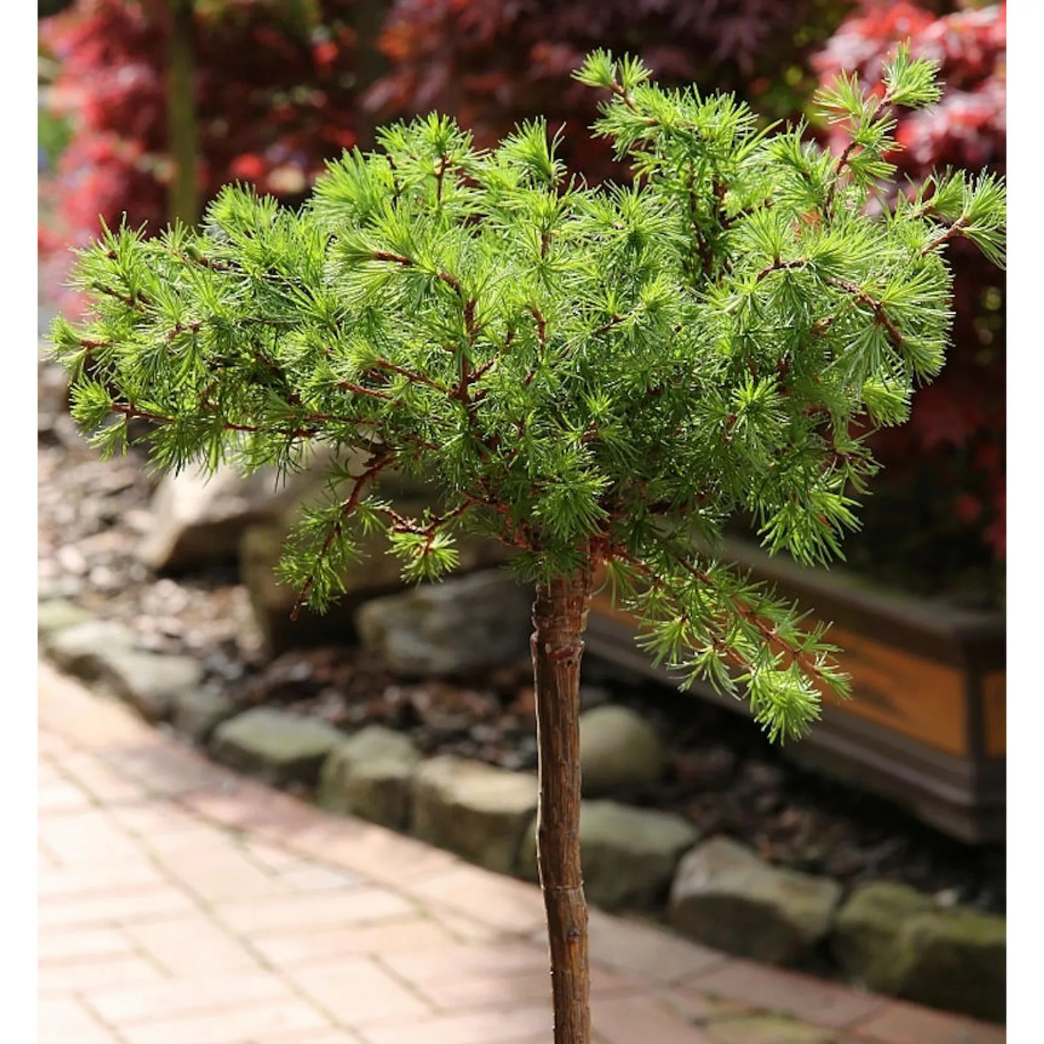 Hochstamm Europäische Lärche Bogle 80-100cm - Larix decidua günstig online kaufen