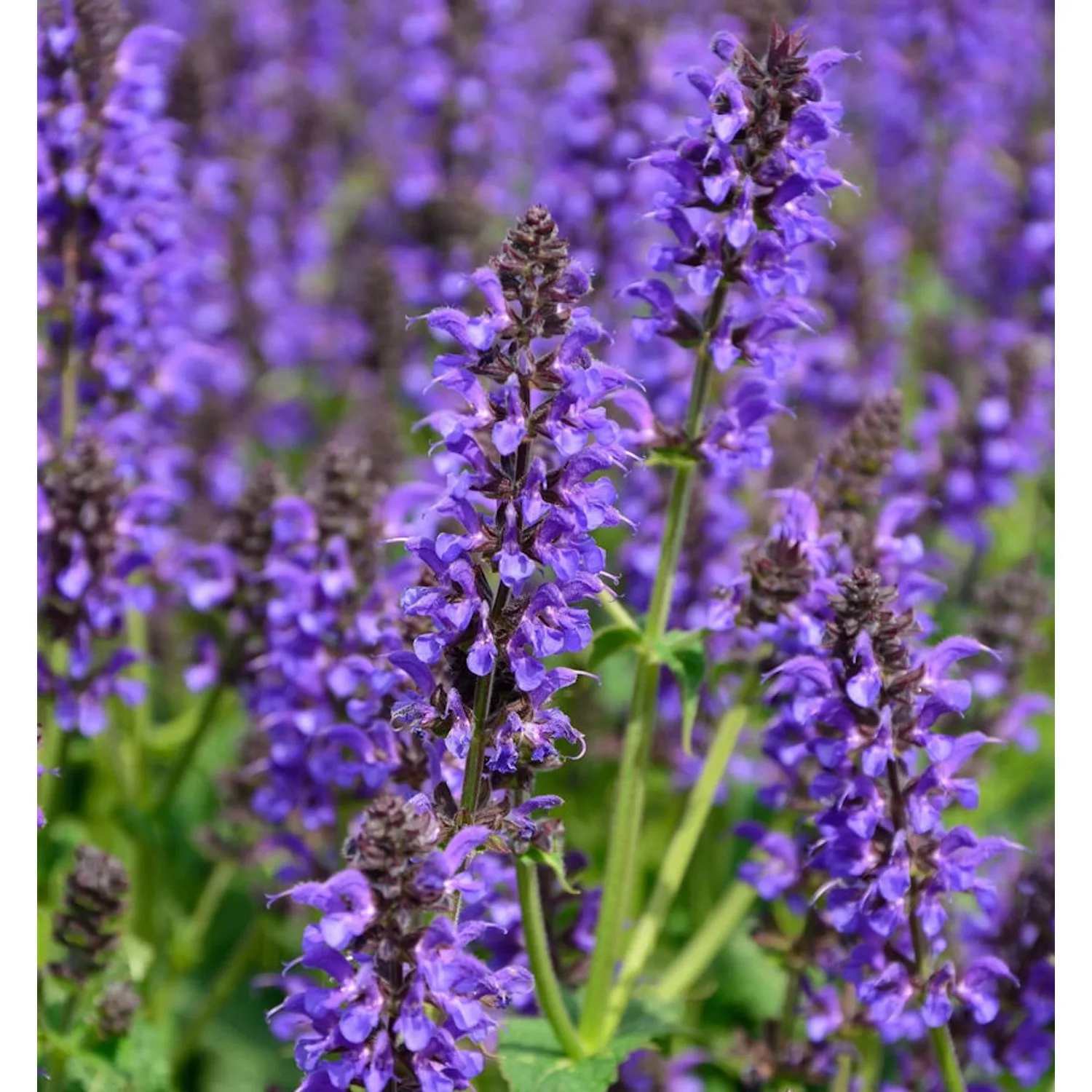 Ziersalbei Marcus - Salvia nemorosa günstig online kaufen