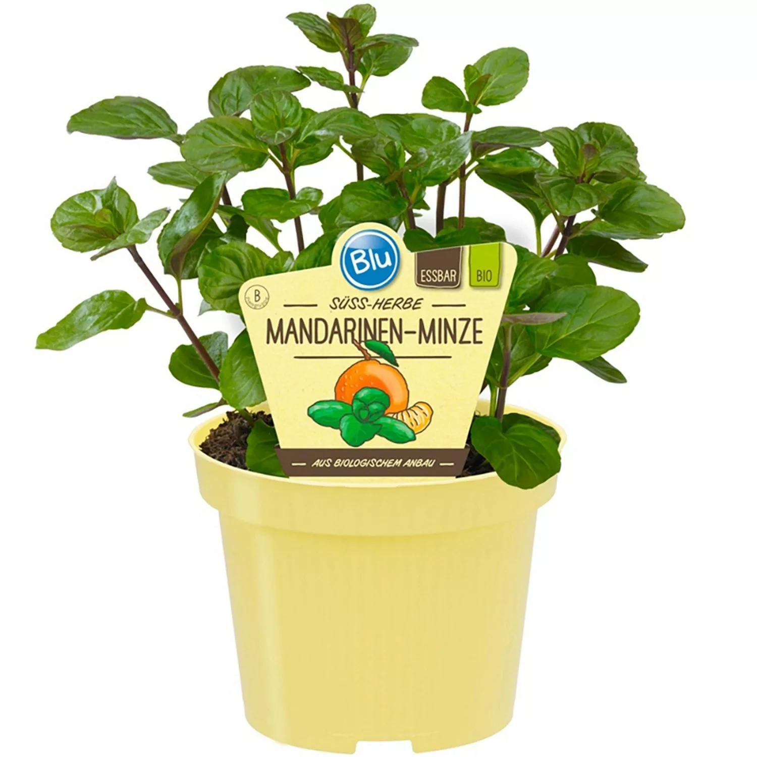 Blu Bio-Mandarinen-Minze Topf-Ø ca. 12 cm Mentha günstig online kaufen