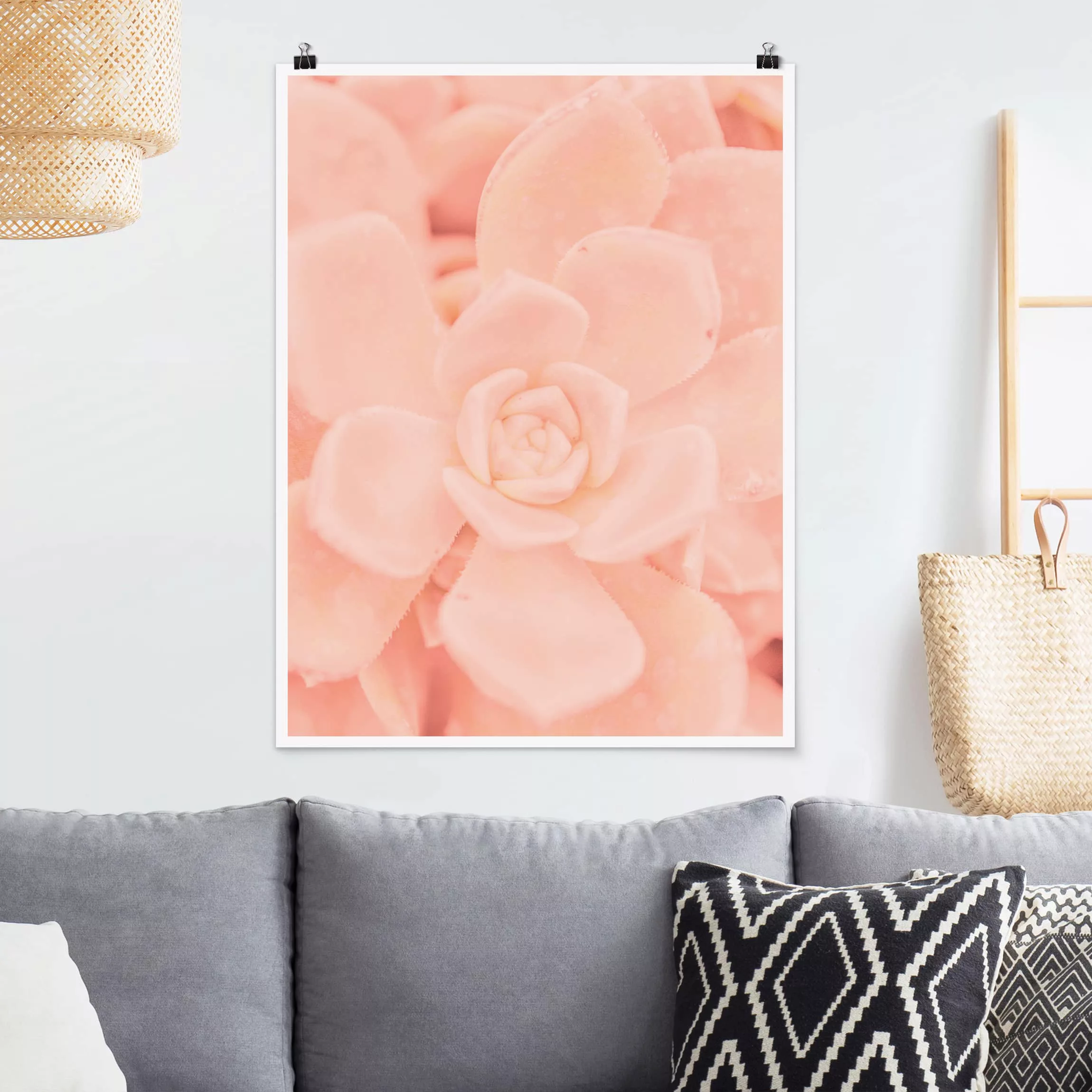 Poster Blumen - Hochformat Rosa Blütenzauber Echeveria günstig online kaufen