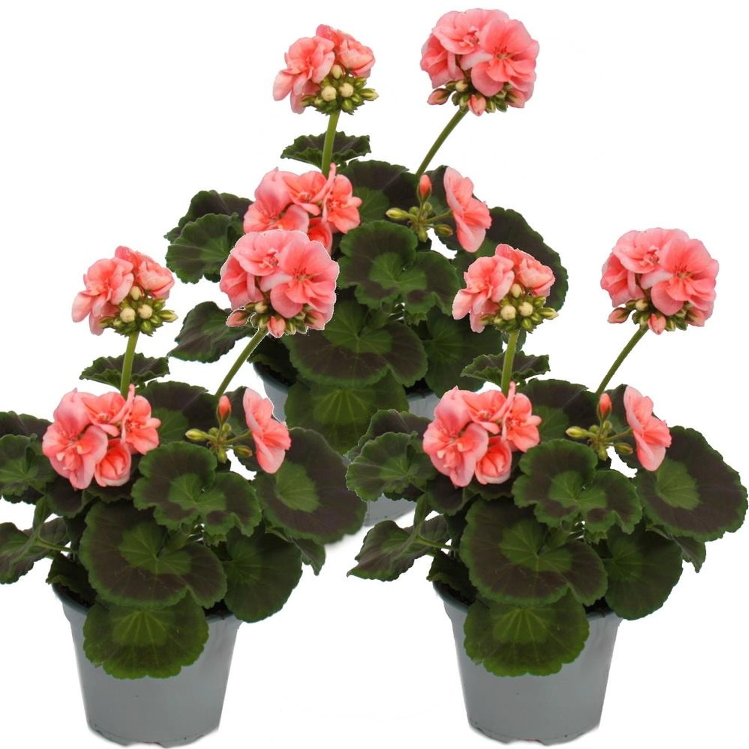 Exotenherz Geranien Stehend Pelargonium Zonale 12cm Topf Set mit 3 Pflanzen günstig online kaufen