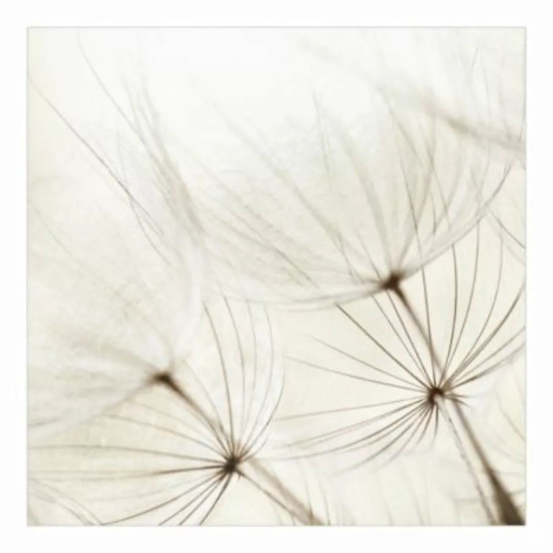 Bilderwelten Blumentapete Sanfte Gräser weiß Gr. 336 x 336 günstig online kaufen
