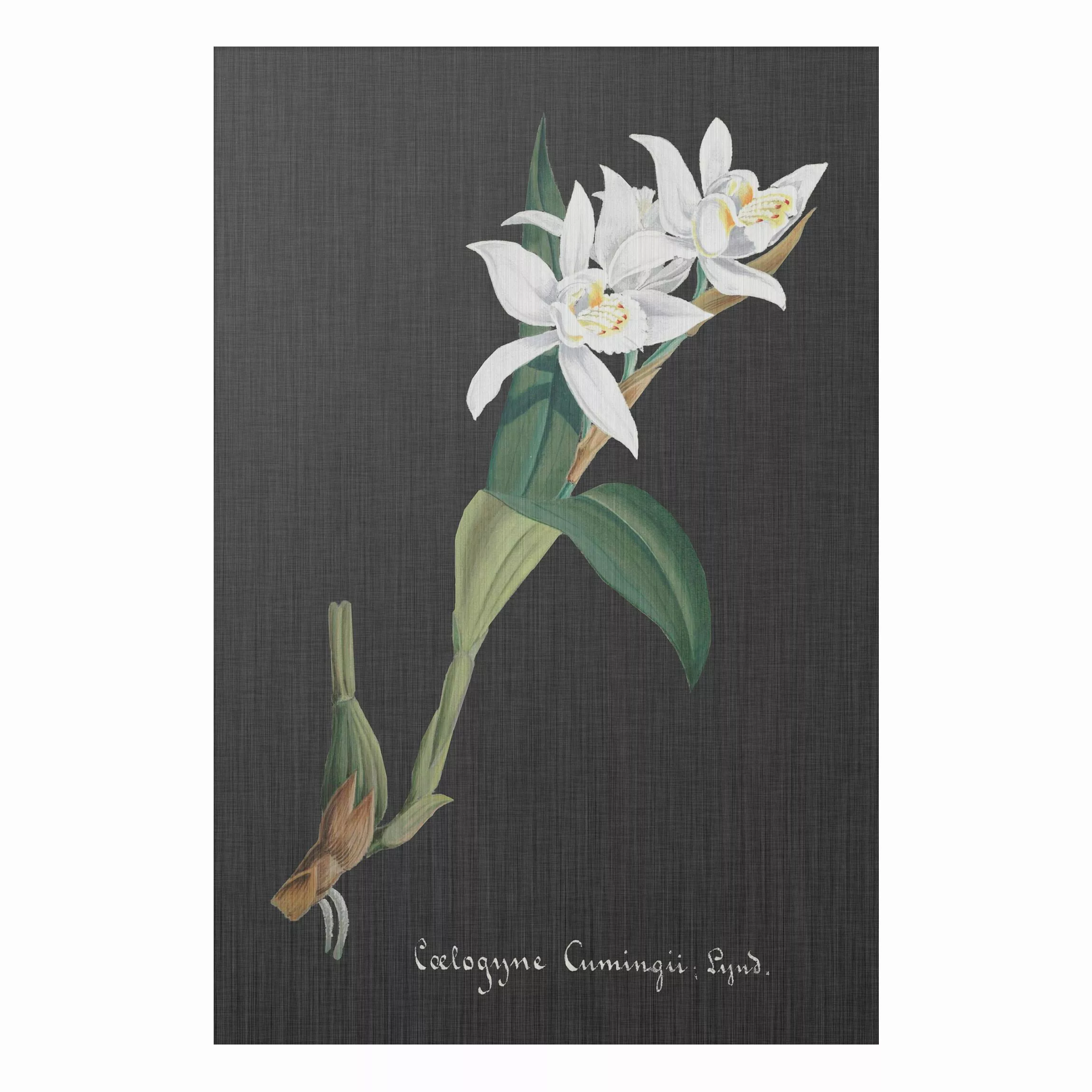 Alu-Dibond Bild Blumen - Hochformat 2:3 Weiße Orchidee auf Leinen II günstig online kaufen