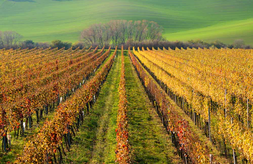 Papermoon Fototapete »WEIN-BERG-HERBST REBEN ABSTRAKT FARBIG FELD WIESE BÄU günstig online kaufen