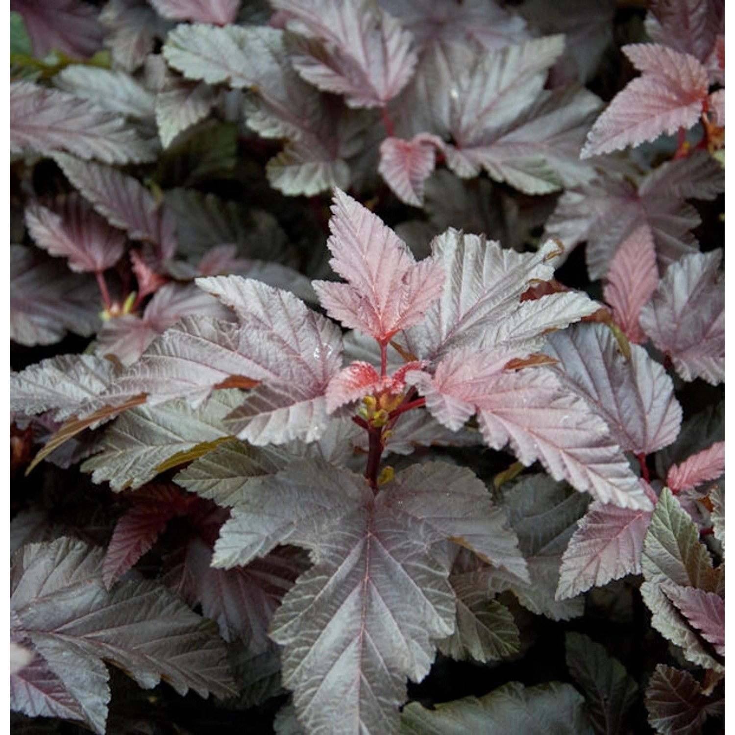 Blasenspiere Lady in Red 40-60cm - Physocarpus opulifolius günstig online kaufen