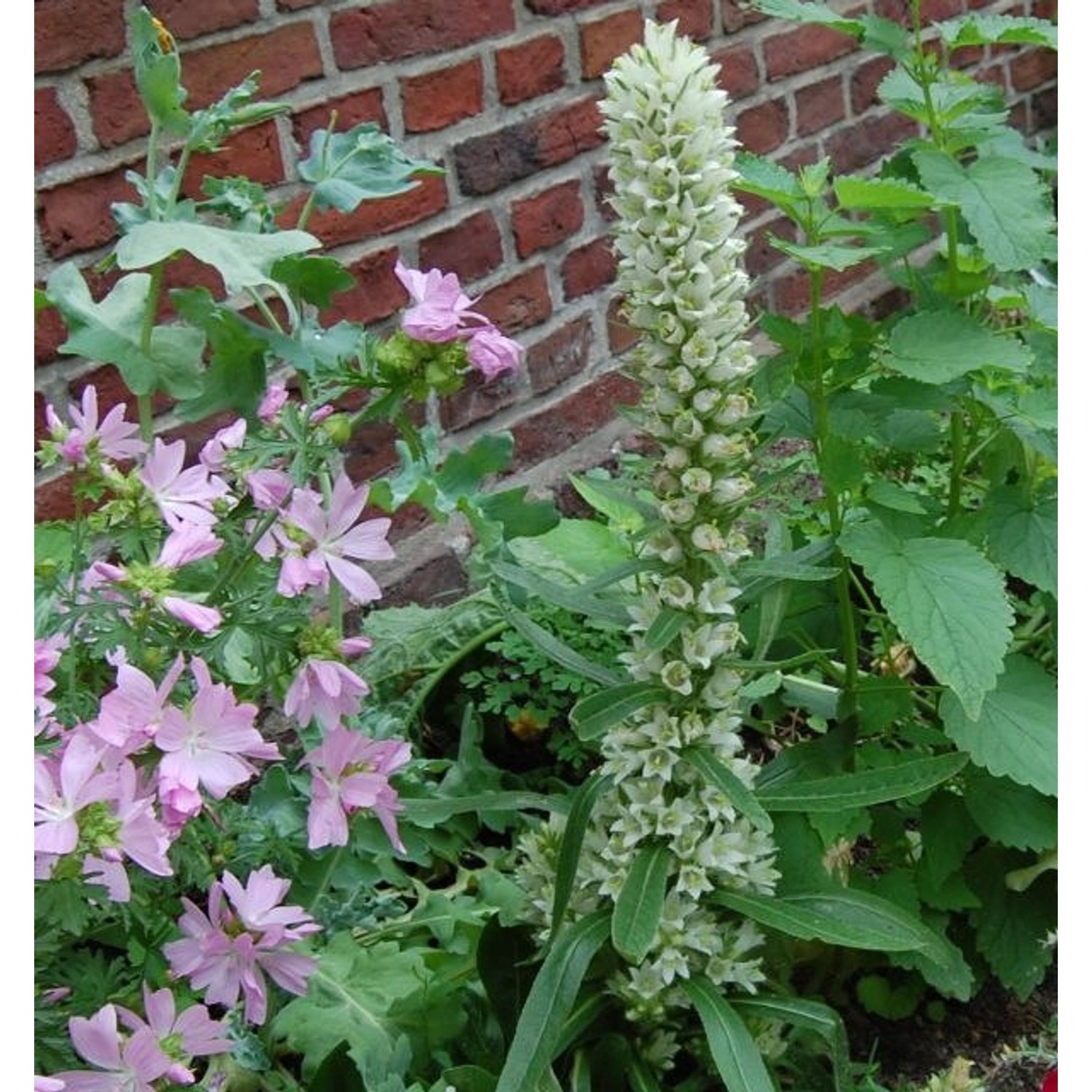 Straussblütige Glockenblume - Campanula thyrsoides günstig online kaufen