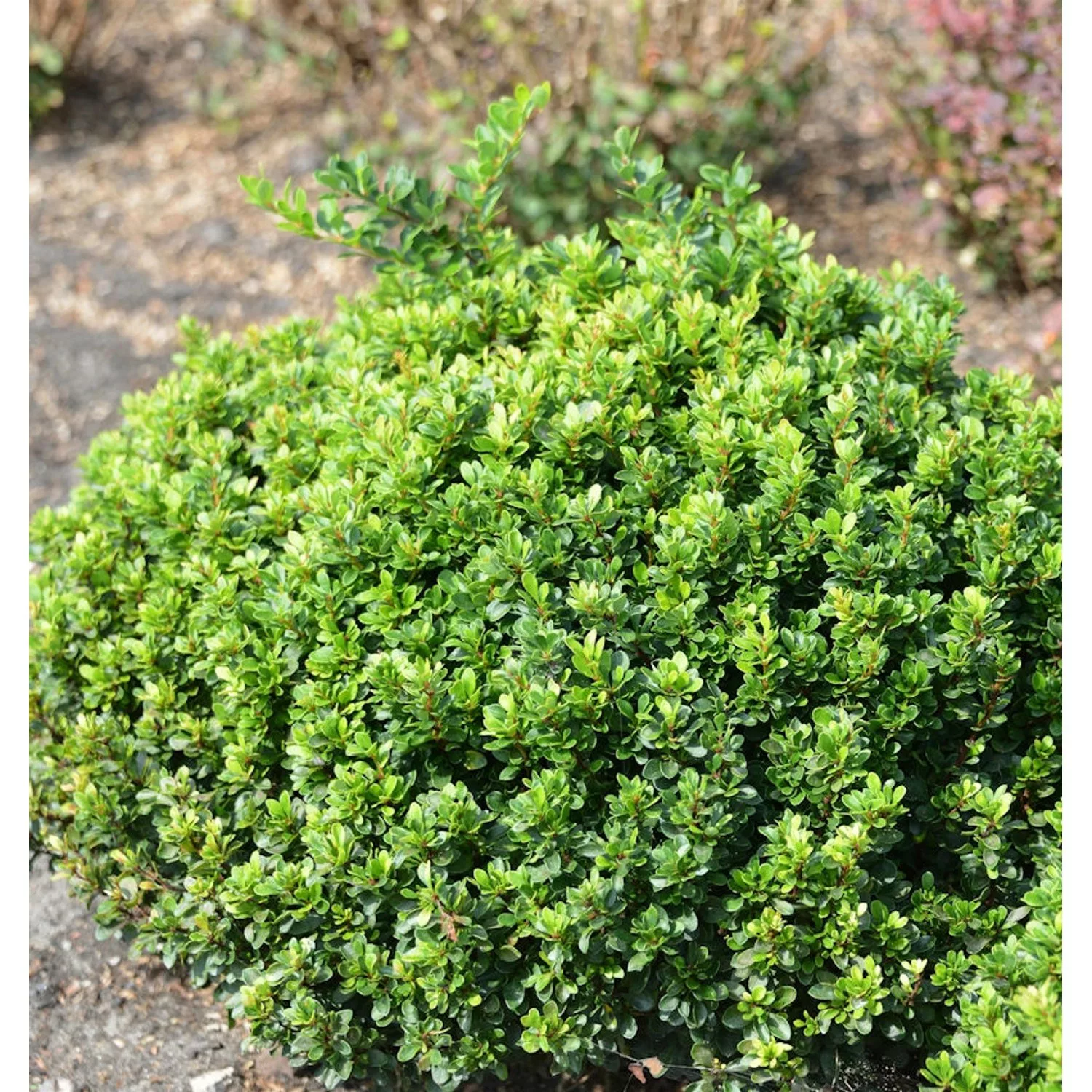 Berberitze Green Sapphire 20-25cm - Berberis thunbergii günstig online kaufen