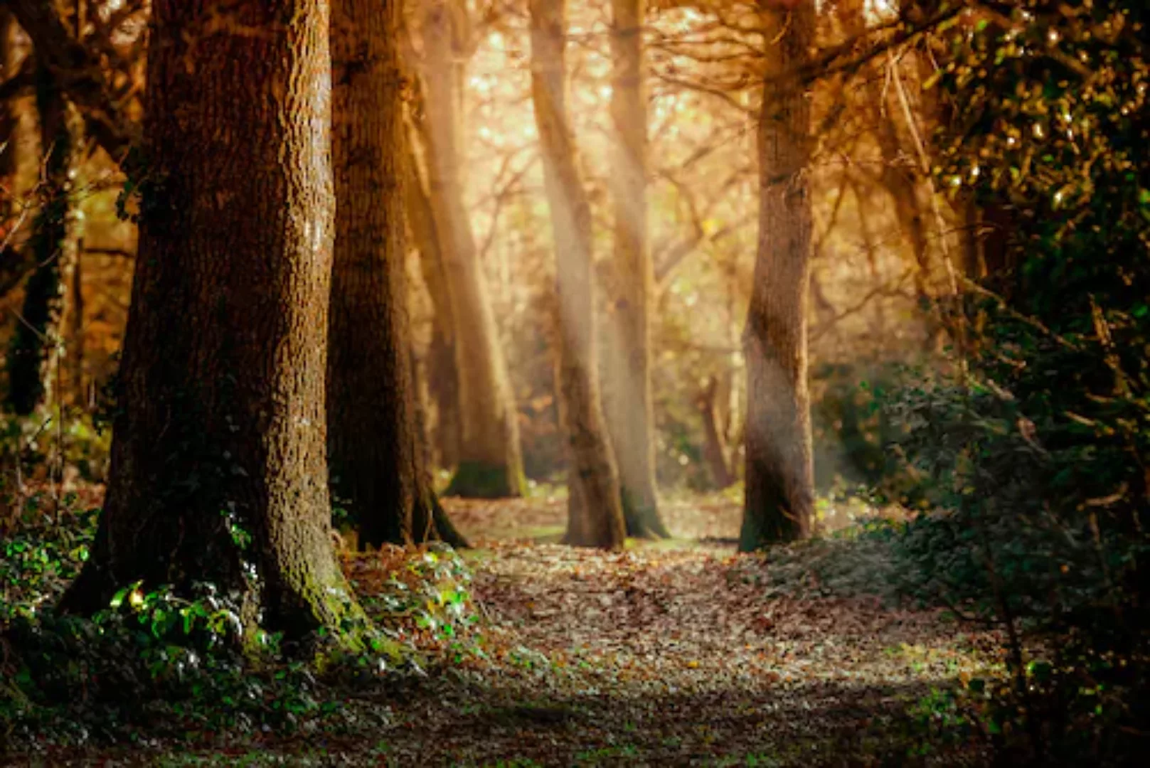 Papermoon Fototapete »Wald« günstig online kaufen