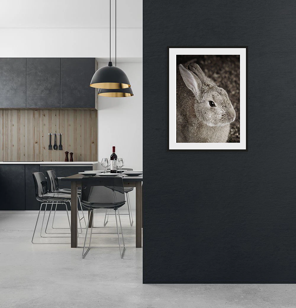 queence Bild "Tilde", Hase-Hasen-Foto-Kunst-Haustiere, (1 St.), HD Premium günstig online kaufen