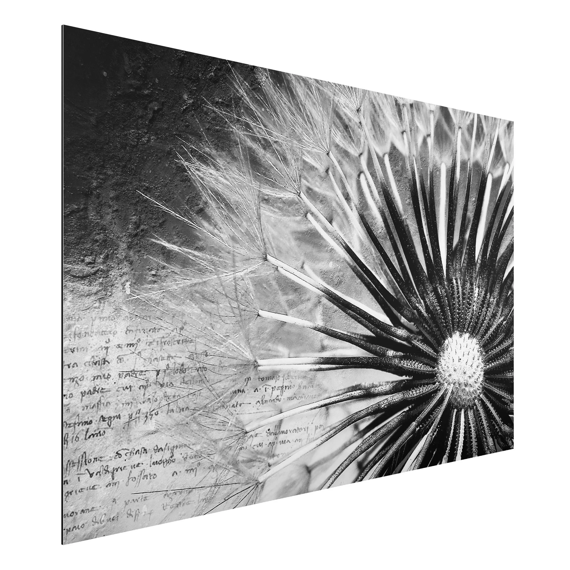 Alu-Dibond Bild Schwarz-Weiß - Querformat 3:2 Pusteblume Schwarz & Weiß günstig online kaufen