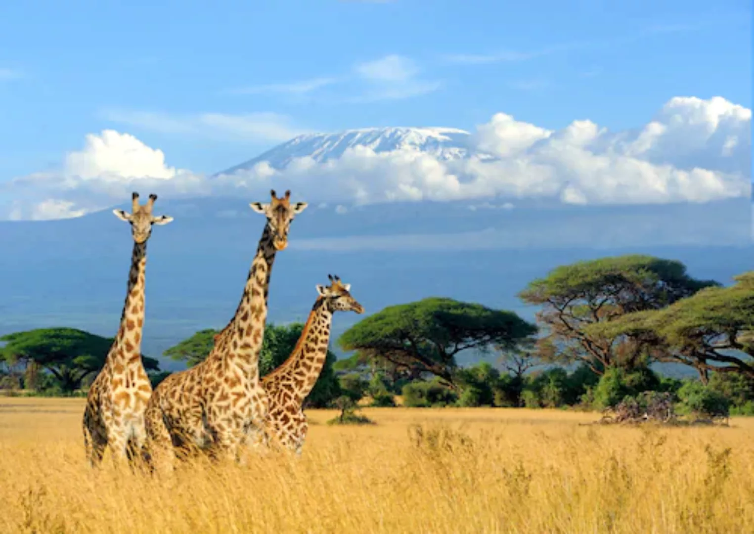 Papermoon Fototapete »Giraffes at Kilimanjaro« günstig online kaufen