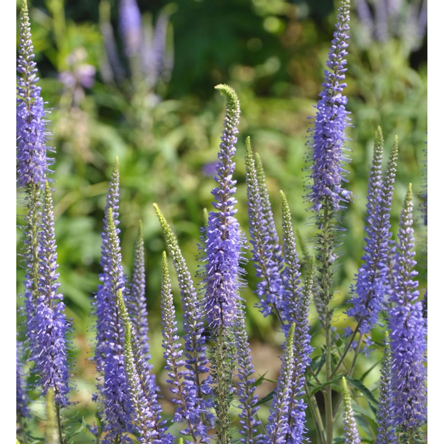 Ehrenpreis Blaue Pyramide - Veronica subsessilis günstig online kaufen