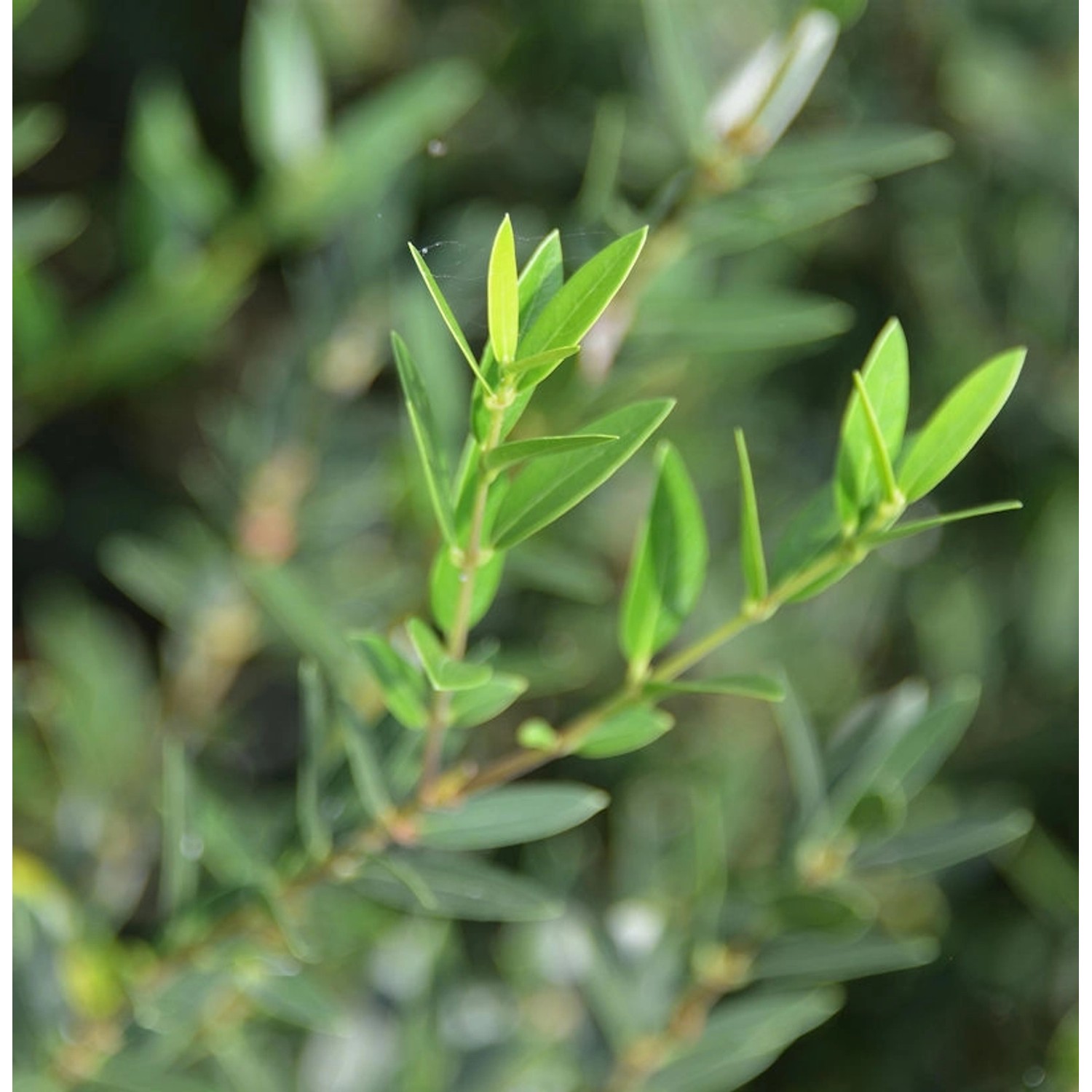 Immergrüne Schmalblättrige Steinlinde 30-40cm - Phillyrea angustifolia günstig online kaufen