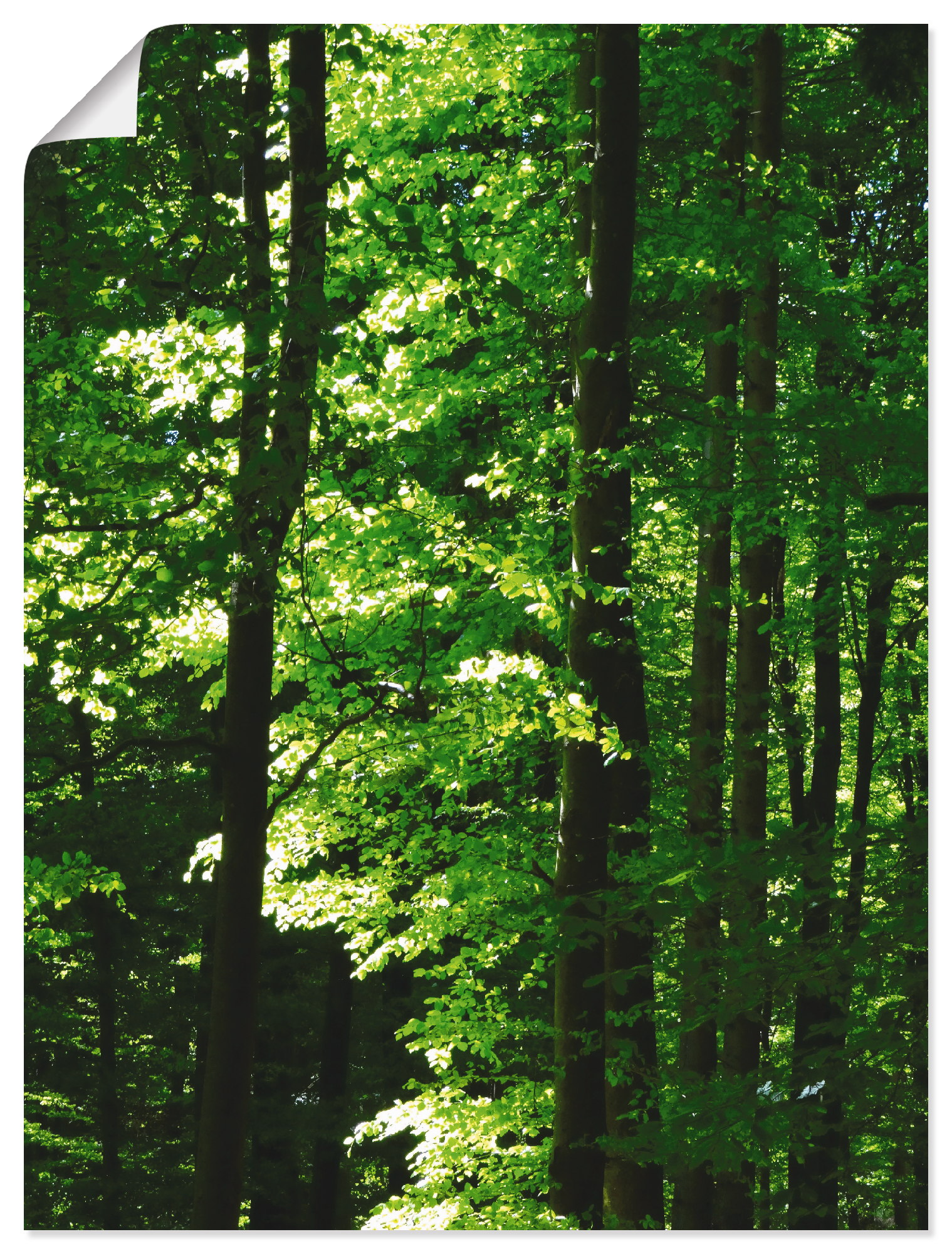 Artland Poster »Im Buchenwald«, Wald, (1 St.), als Alubild, Leinwandbild, W günstig online kaufen