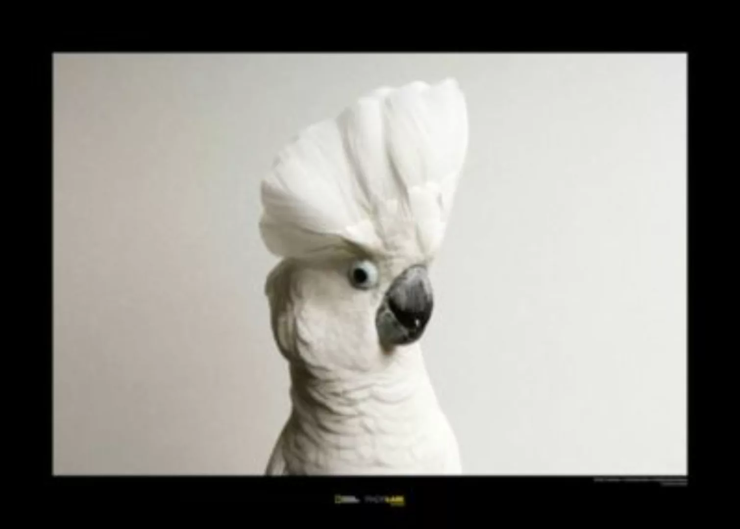 KOMAR Wandbild - White Cockatoo - Größe: 70 x 50 cm mehrfarbig Gr. one size günstig online kaufen