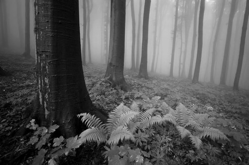 Papermoon Fototapete »Wald Schwarz & Weiß« günstig online kaufen