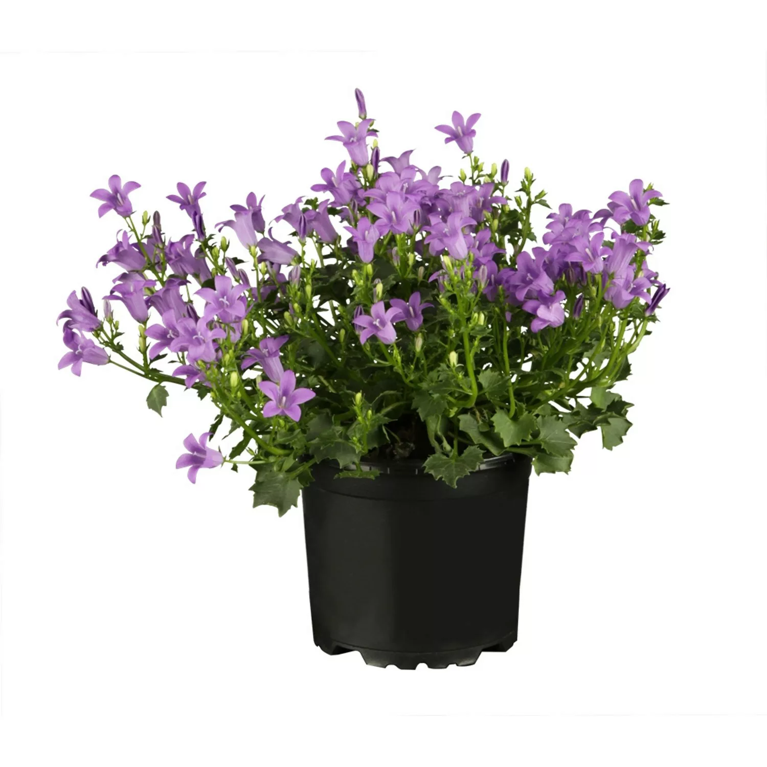 OBI Hängepolster-Glockenblume Violett Topf-Ø ca. 9 cm x 9 cm Campanula günstig online kaufen
