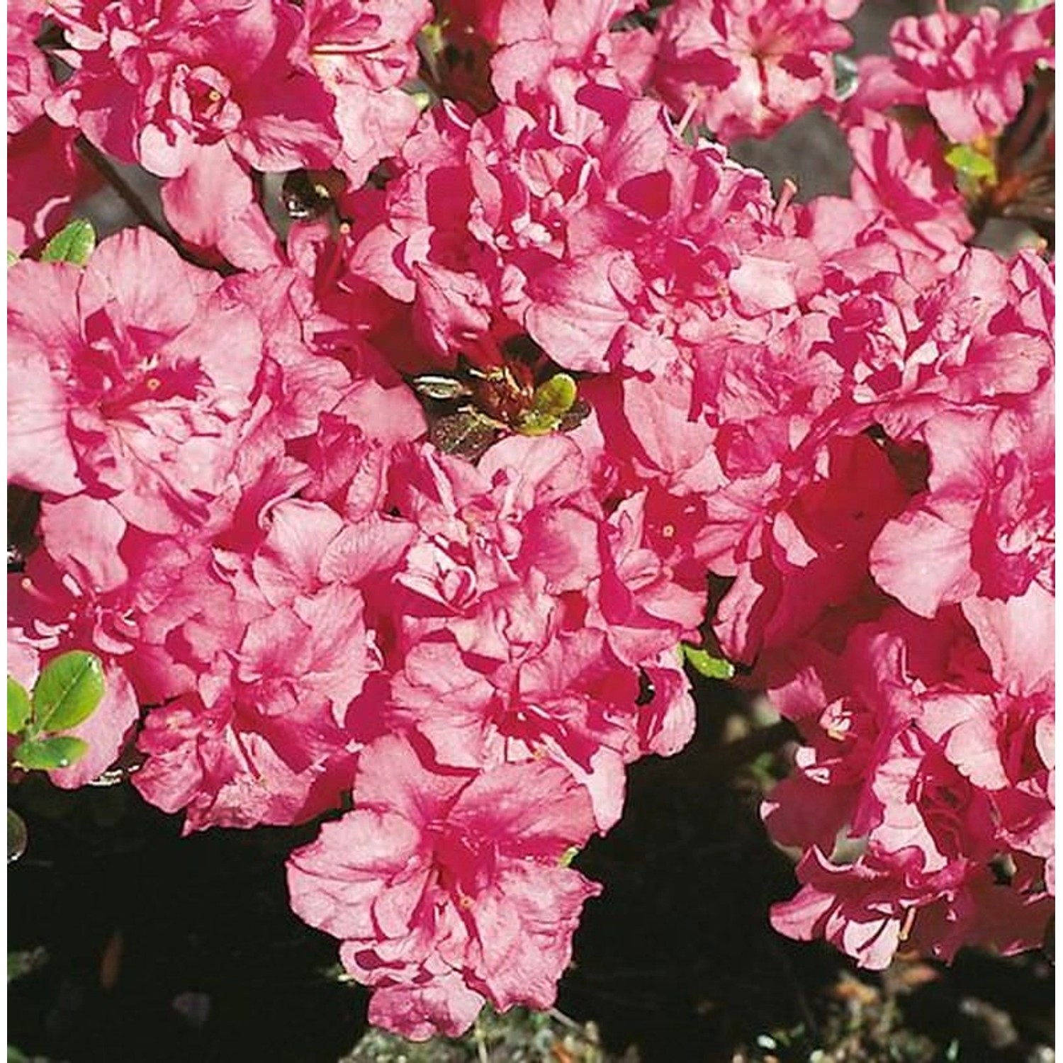 Japanische Azalee Rokoko 20-25cm - Rhododendron obtusum - Alpenrose günstig online kaufen