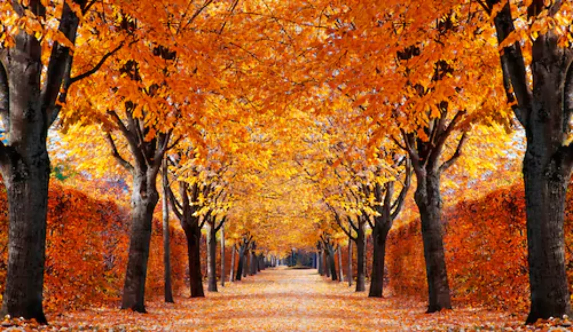 Papermoon Fototapete »Autumn Alley« günstig online kaufen
