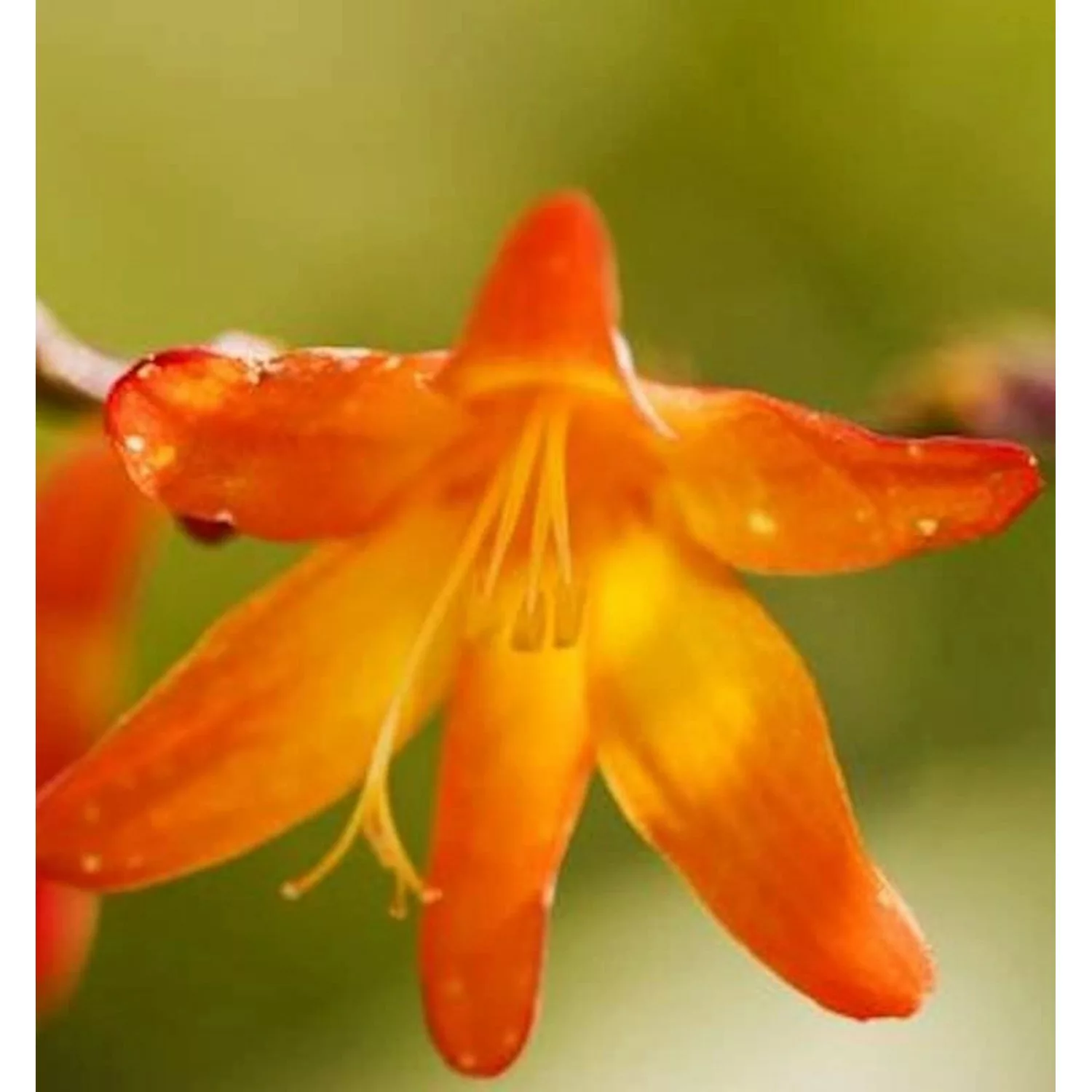 Transkei Montbretie - Crocosmia masoniorum günstig online kaufen