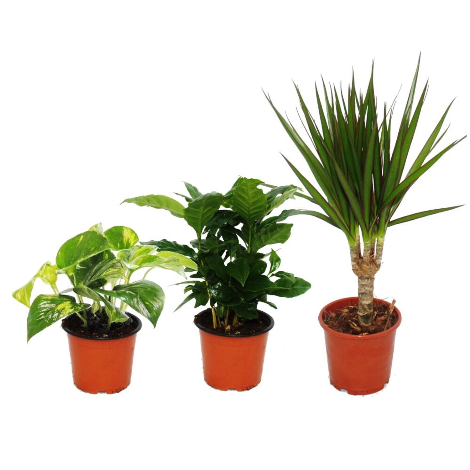Exotenherz Zimmerpflanzen Trio Drei Höhen Set mit 3 Unterschiedlich Hohen P günstig online kaufen