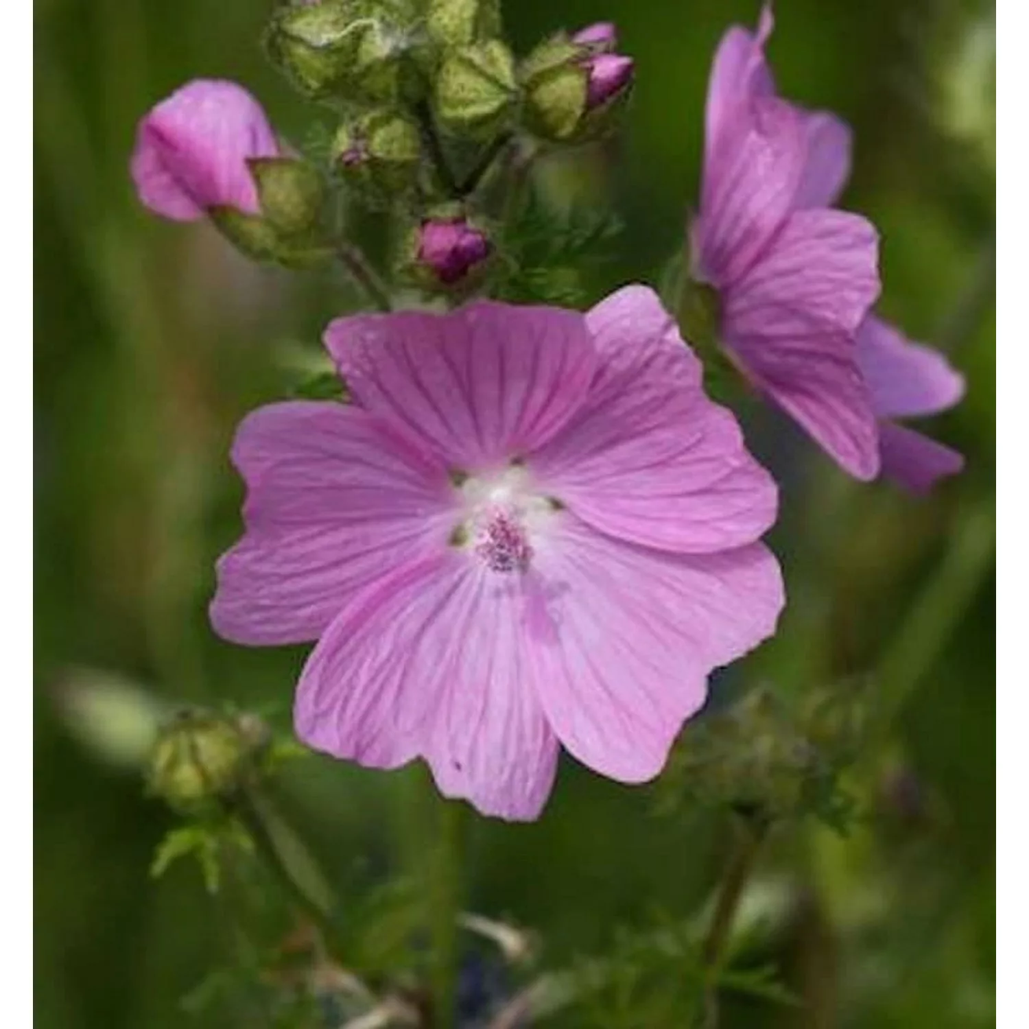 Moschus Malve Rosea - Malva moschata günstig online kaufen