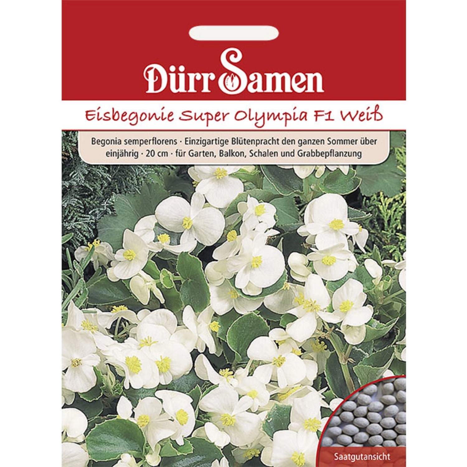 Dürr Samen Eisbegonie Super Olympia F1 Weiß Einjährig Saatgut günstig online kaufen