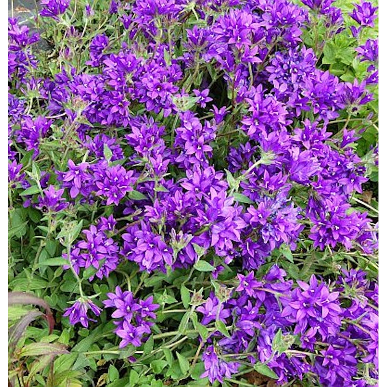 Knäulglockenblume Joan Elliot - Campanula glomerata günstig online kaufen