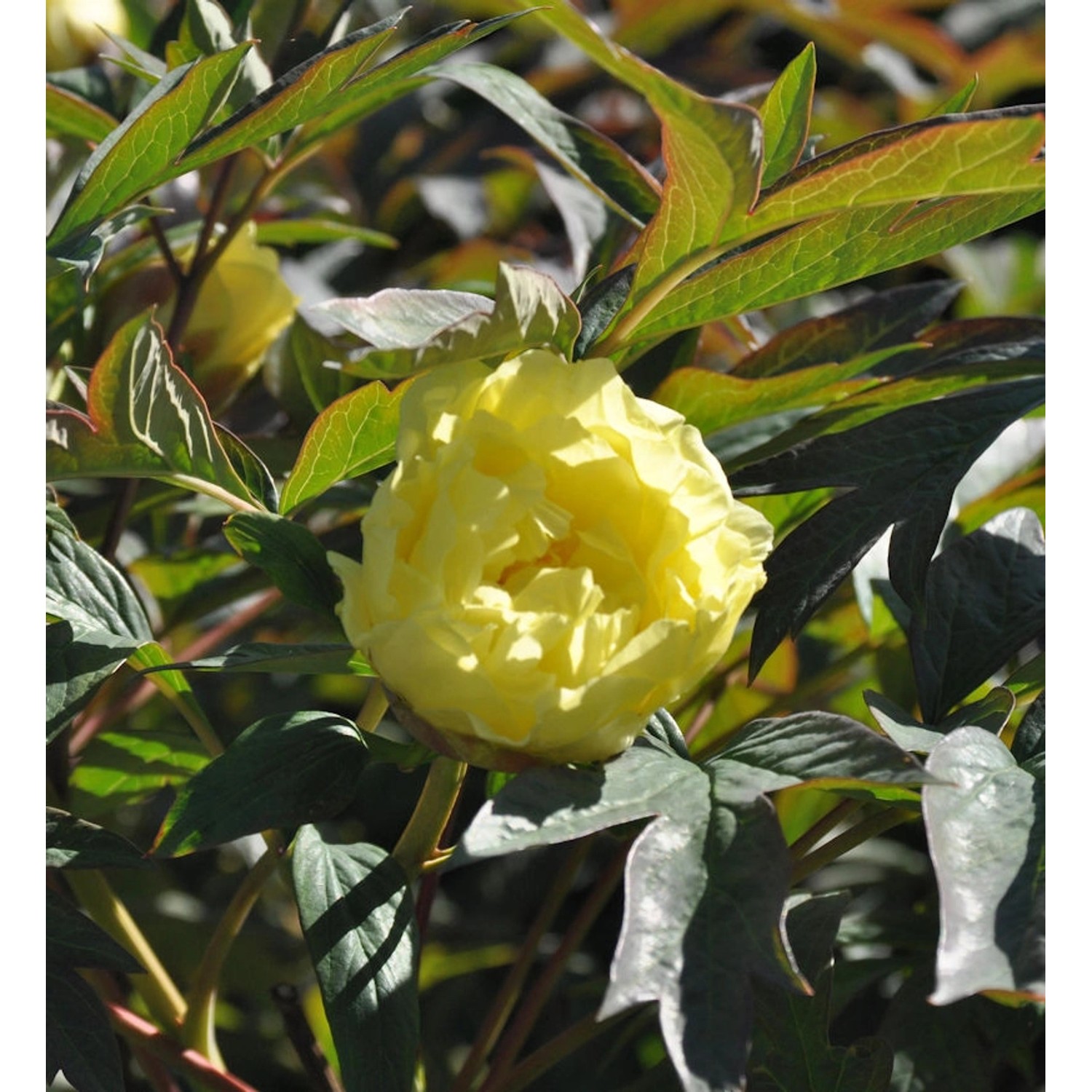 Strauchpfingstrose Gelb - Paeonia suffruticosa günstig online kaufen