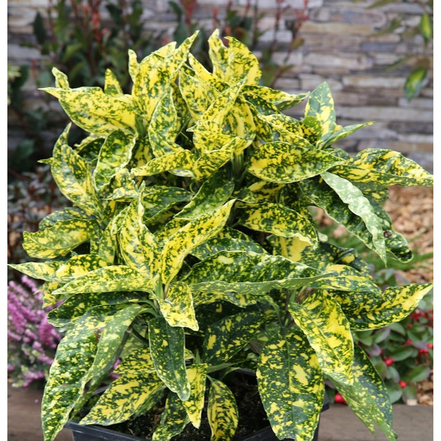 Japanische Aucube Crotonifolia 60-80cm - Aucuba japonica günstig online kaufen