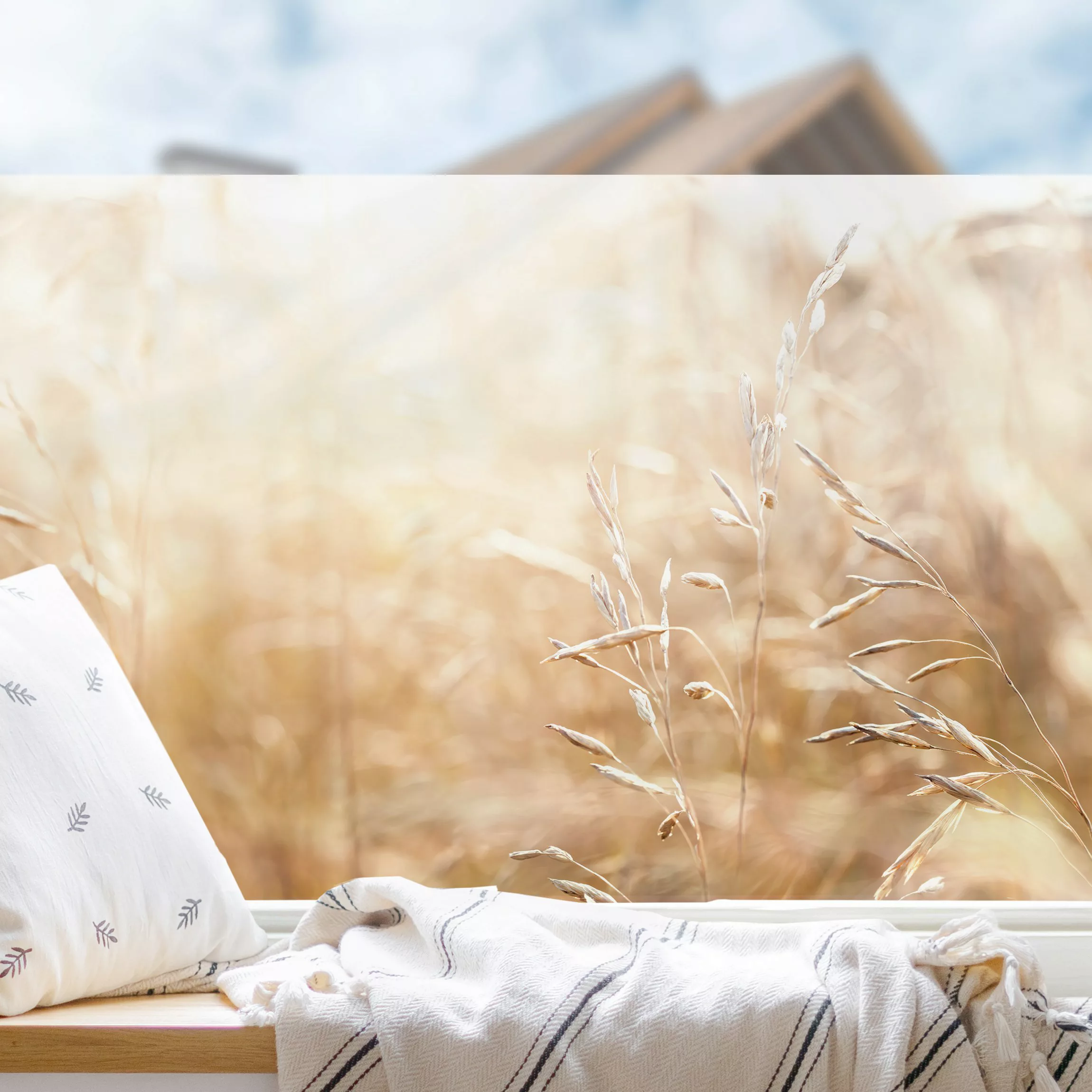 Fensterfolie Gräser im Sonnenschein günstig online kaufen