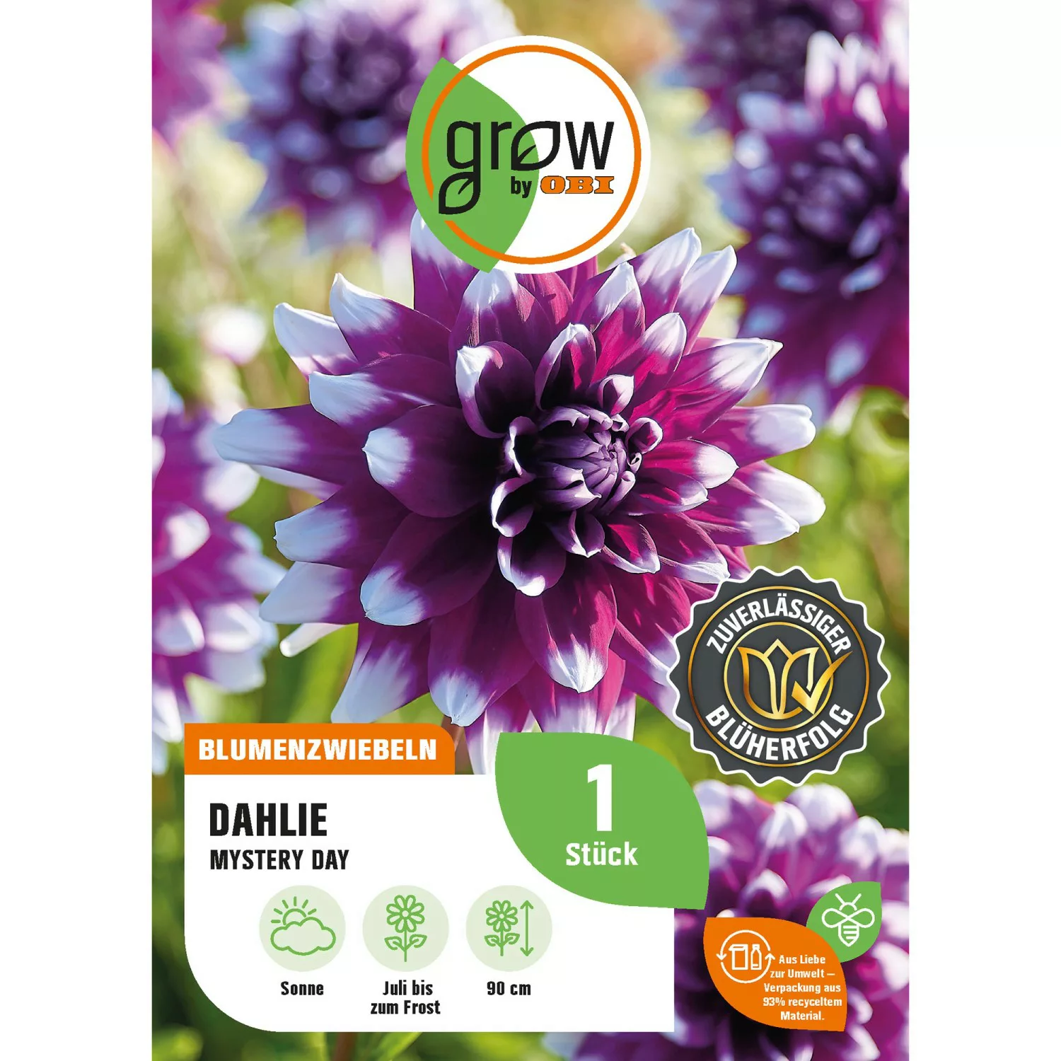 GROW by OBI Dahlie Mystery Day Höhe ca. 90 cm günstig online kaufen